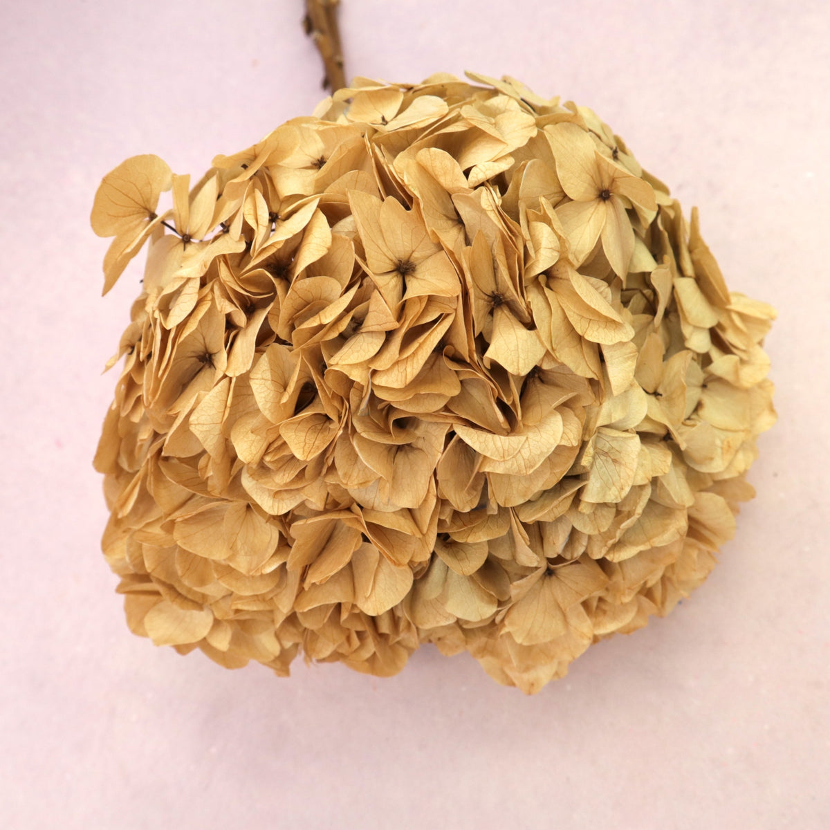 Hydrangea Bigleaf Beige
