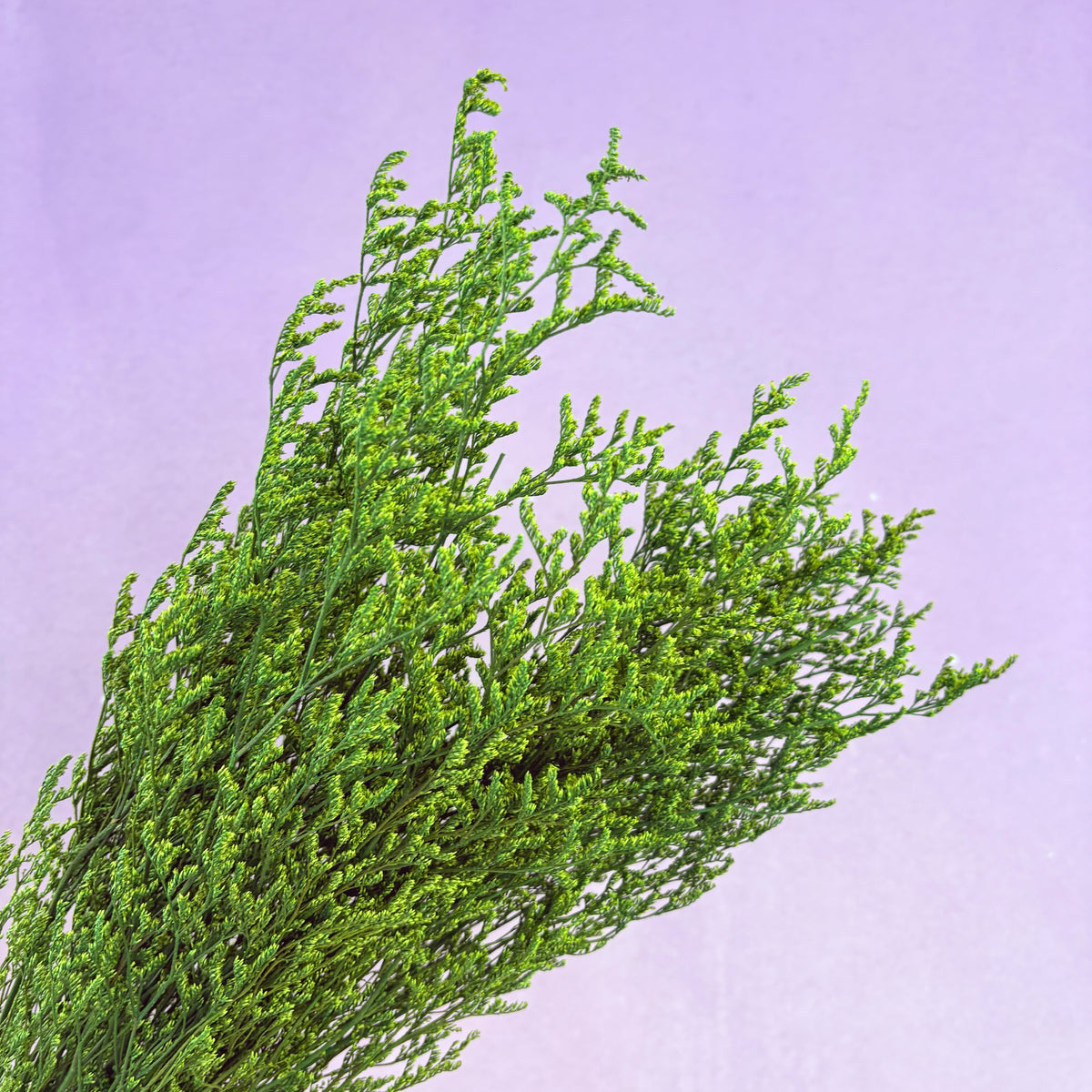 Misty Green