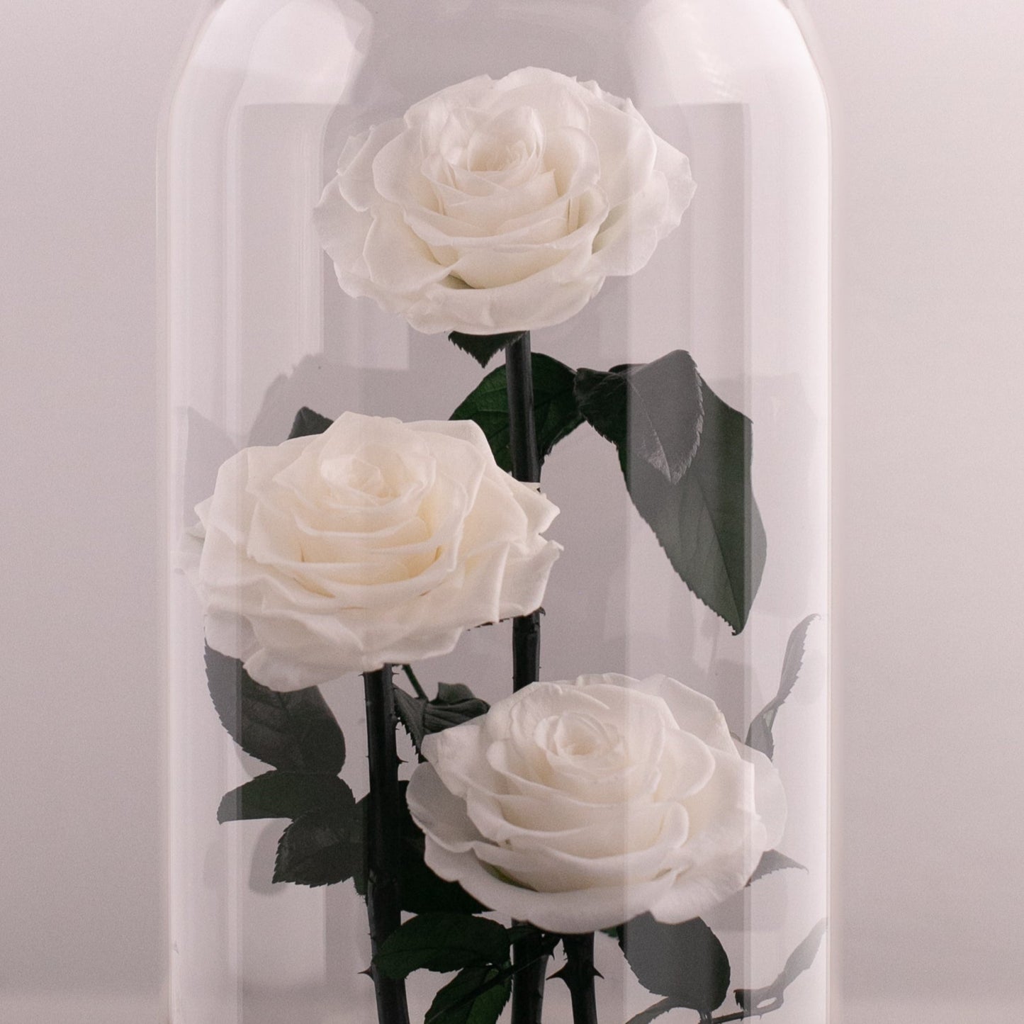 Beauty and the Beast (Large 3 White Rose)
