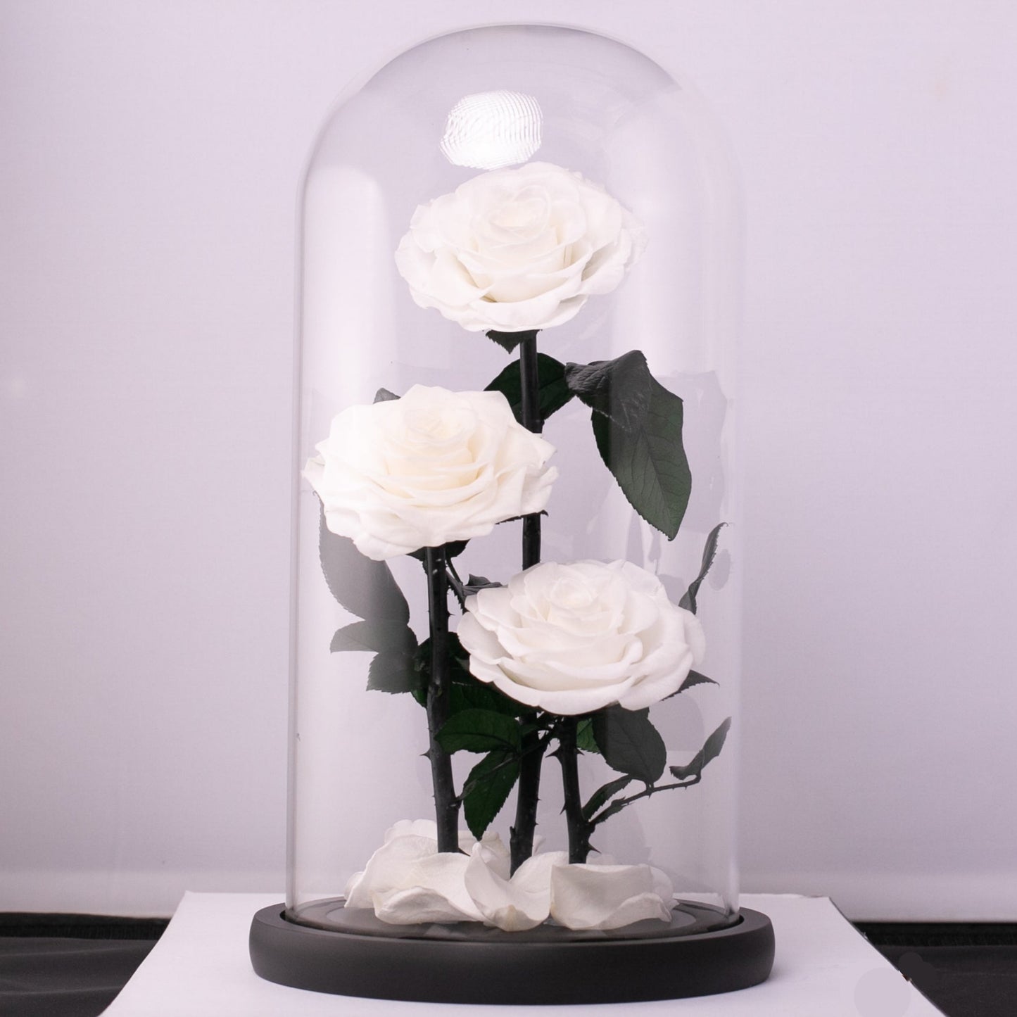 Beauty and the Beast (Large 3 White Rose)