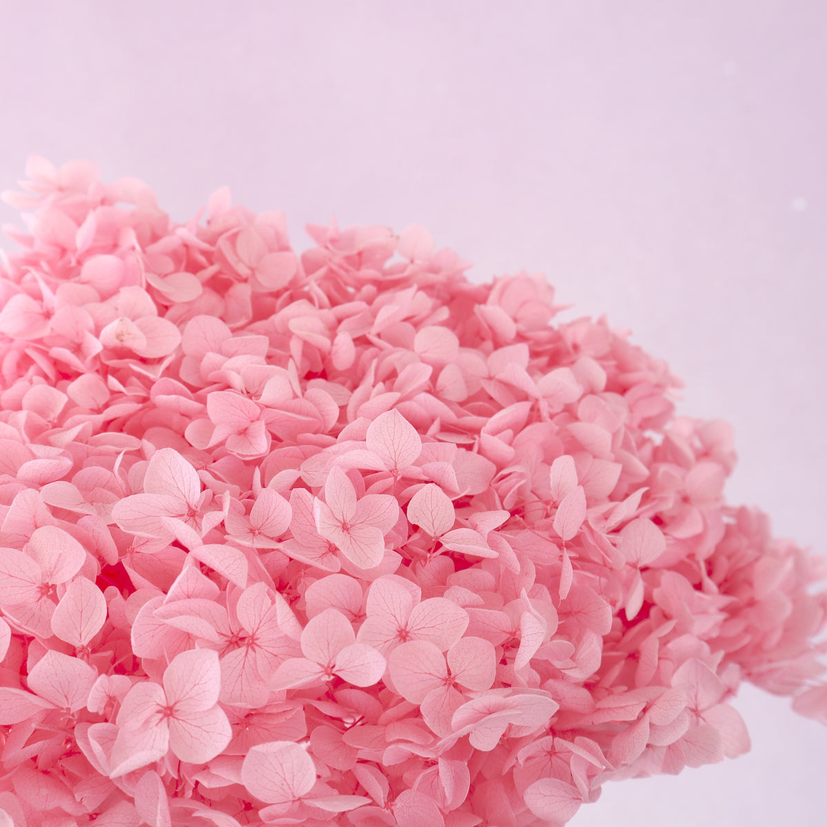 Annabelle Hydrangea Hot Pink