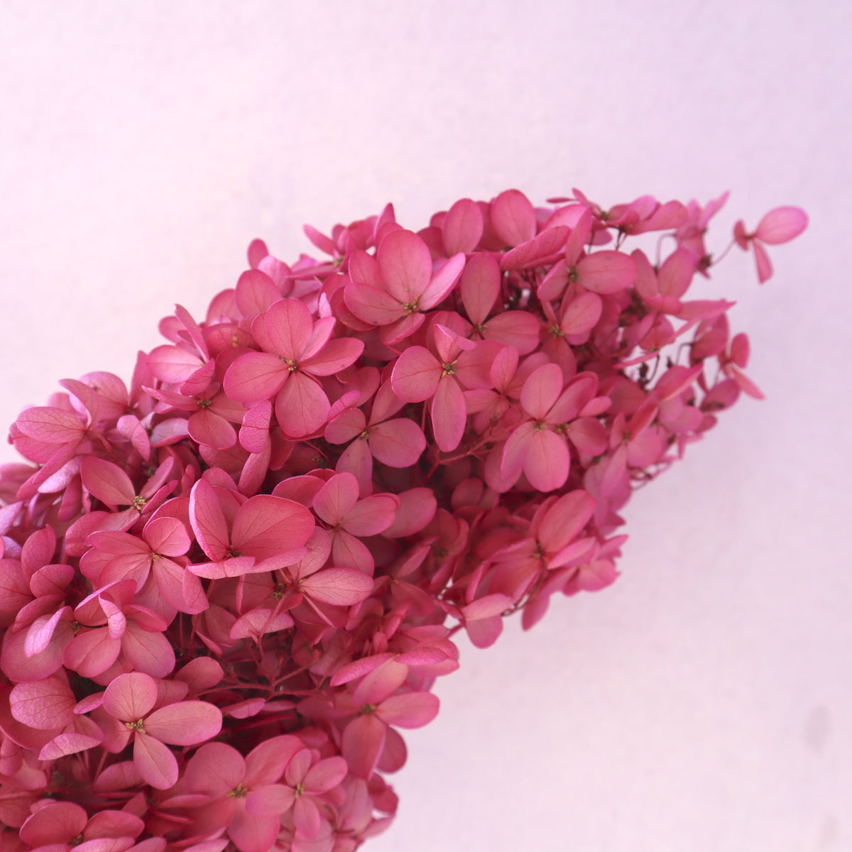 Paniculata Hydrangea Raspberry Pink