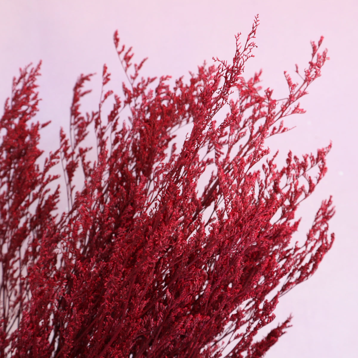 Misty Cerise Red