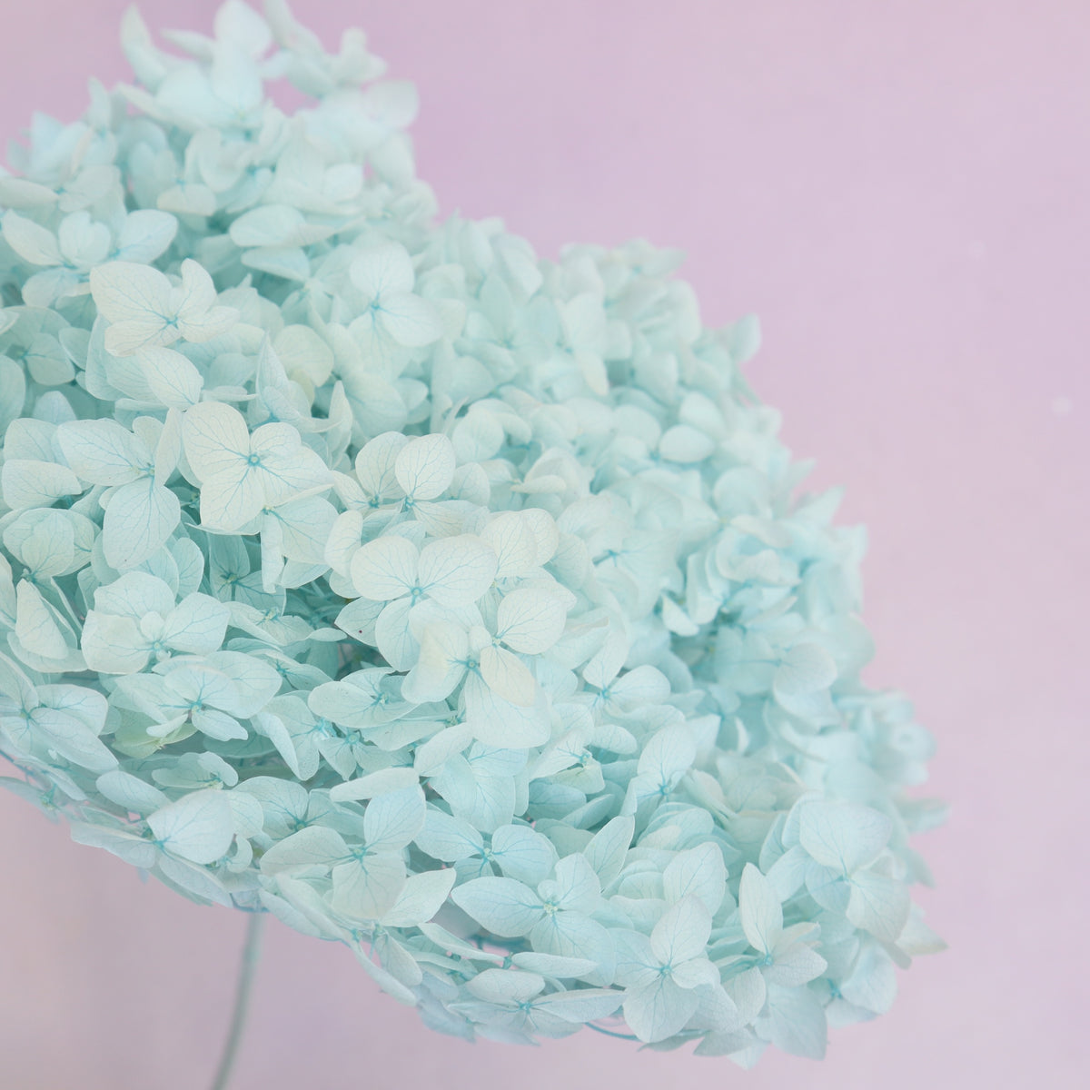 Annabelle Hydrangea Pale Aqua