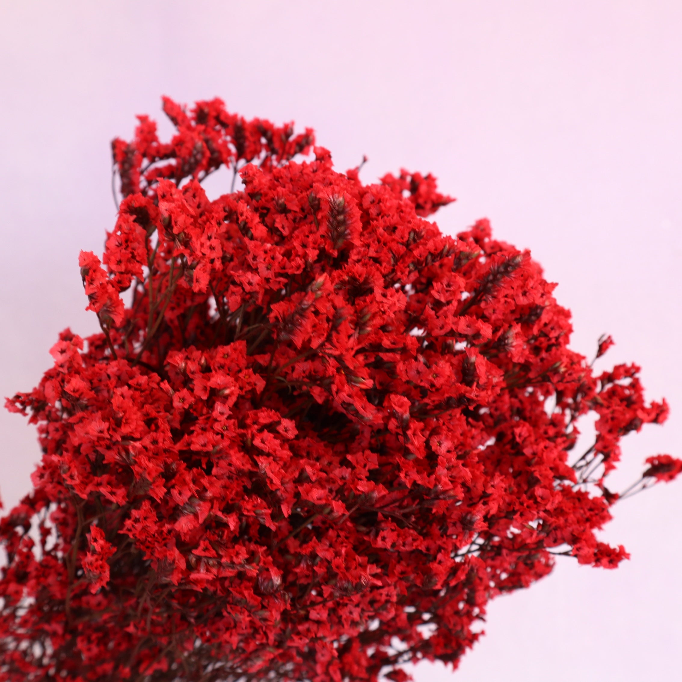 Statice Limonium Sinuatum Scarlet Red
