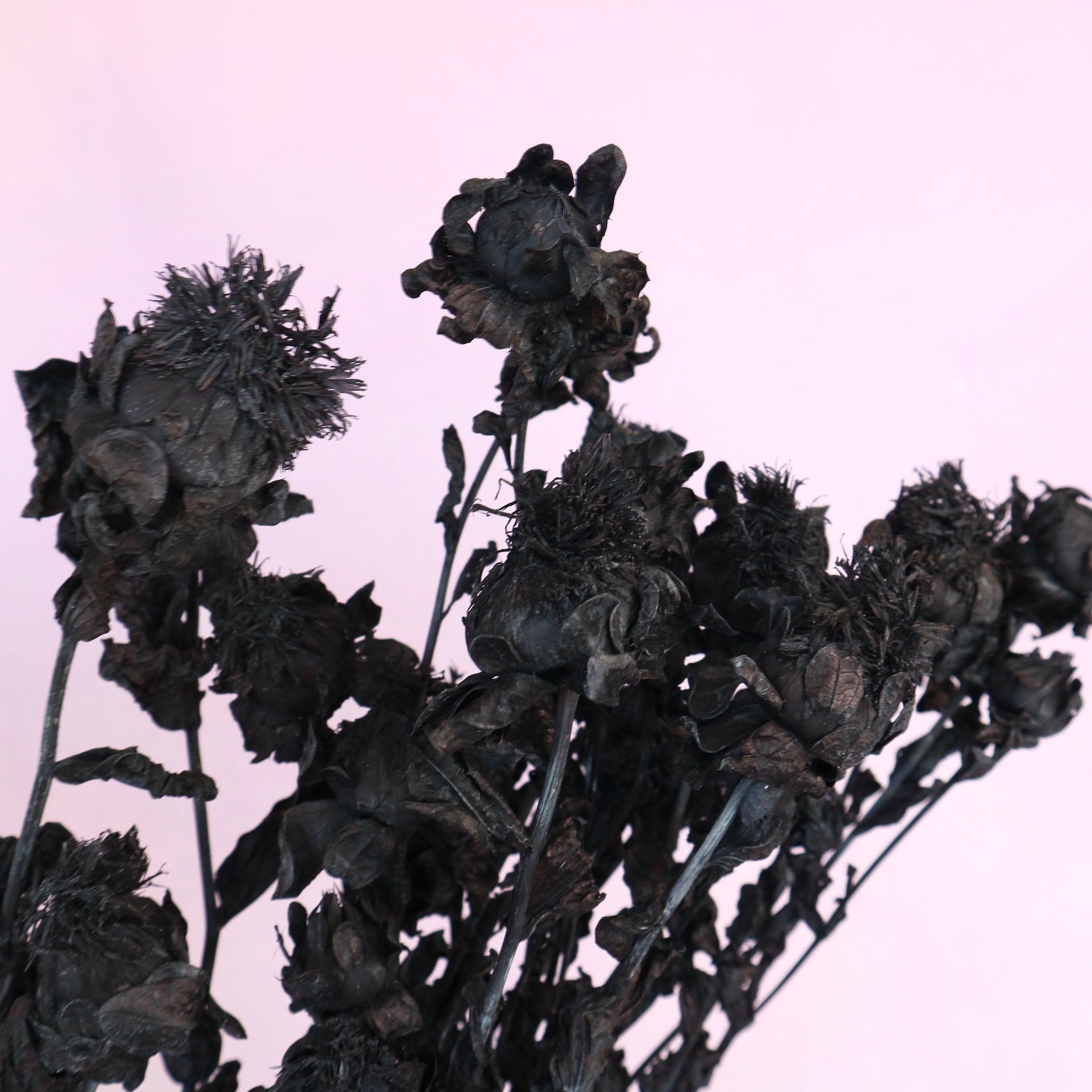 Safflower Black