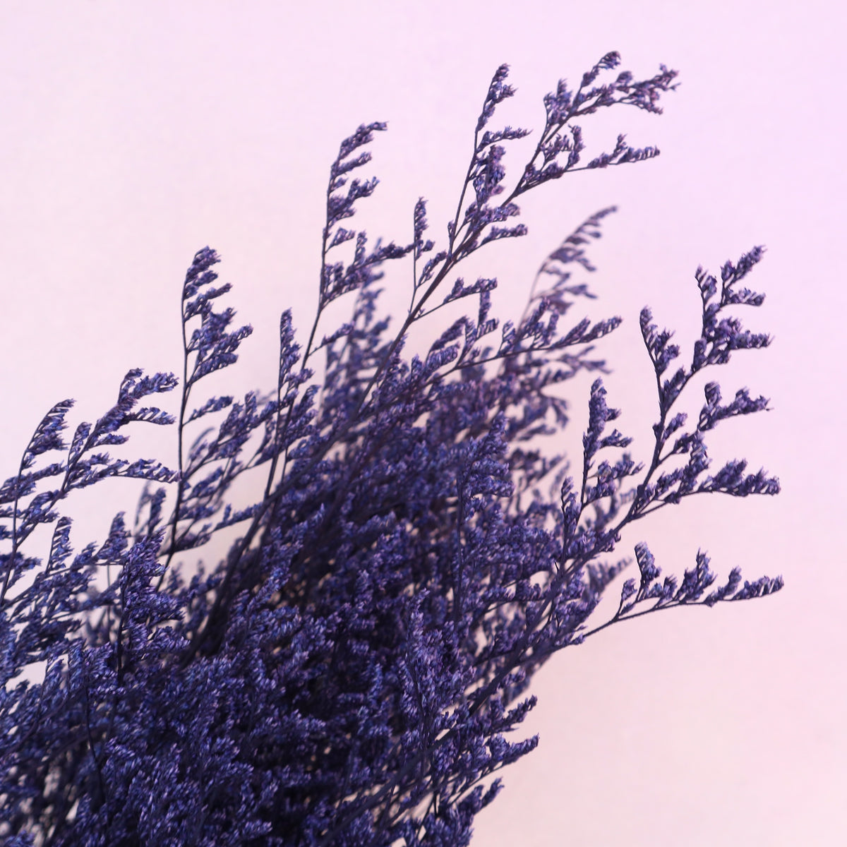Misty Royal Purple