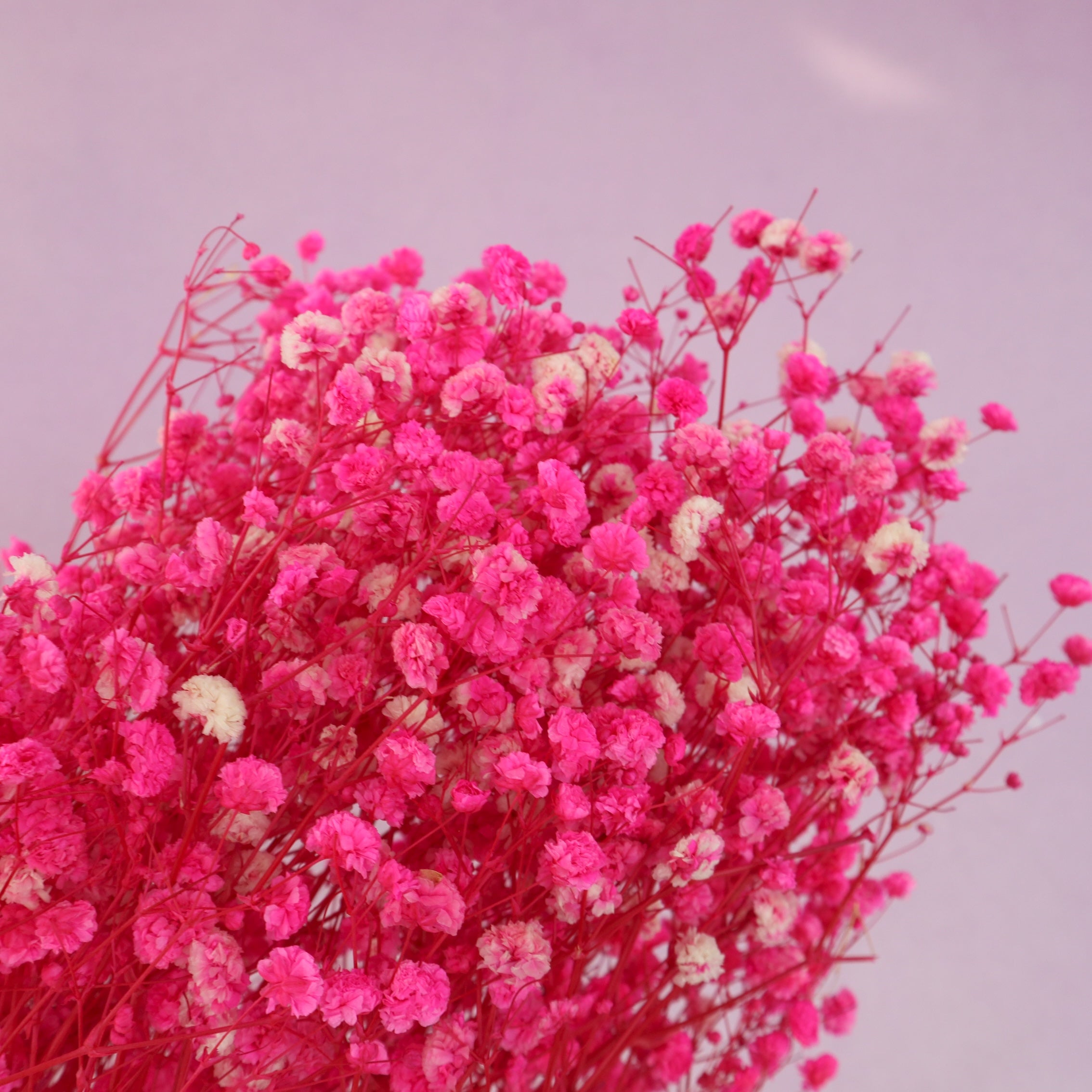 Baby's Breath Hot Pink