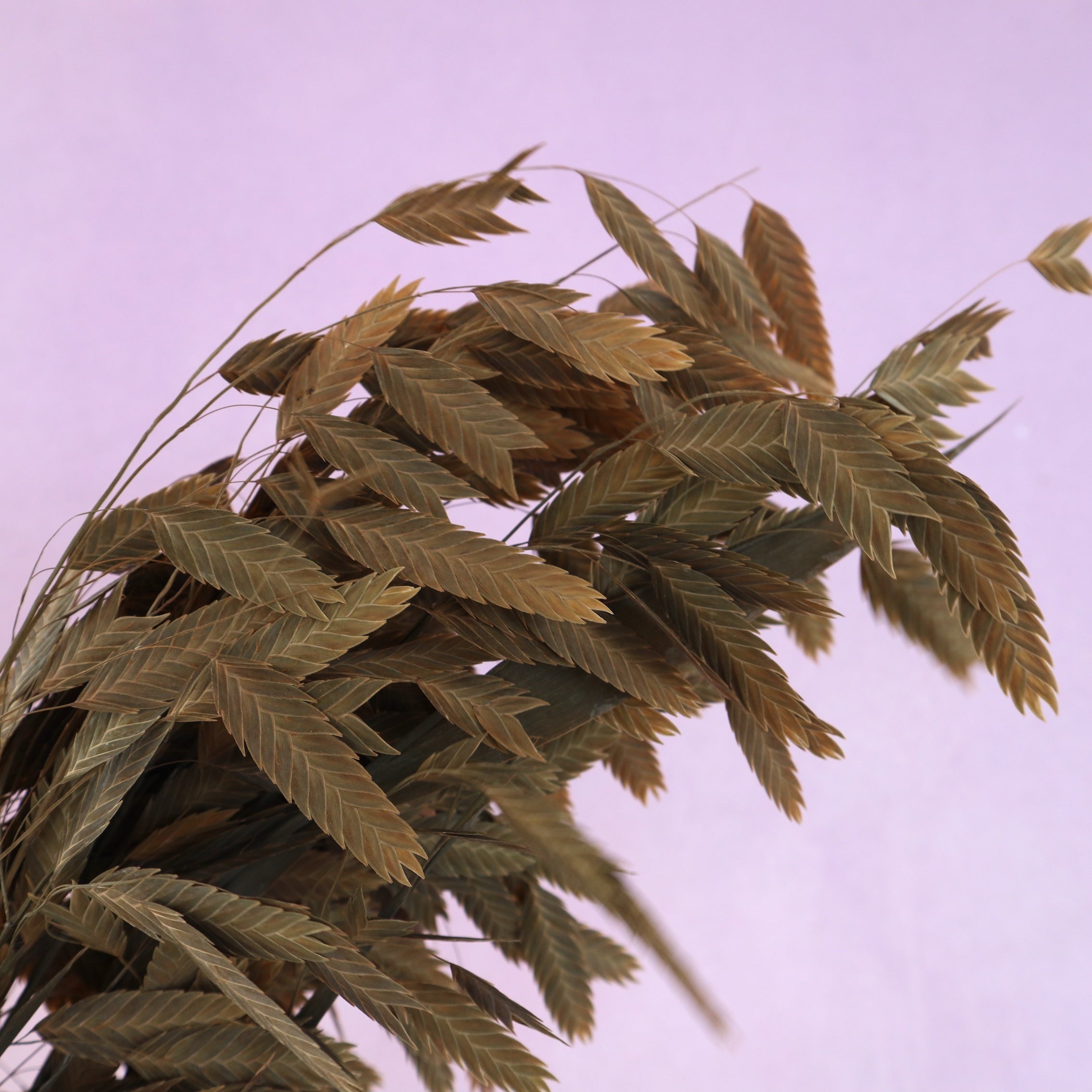 Sea Oats Natural