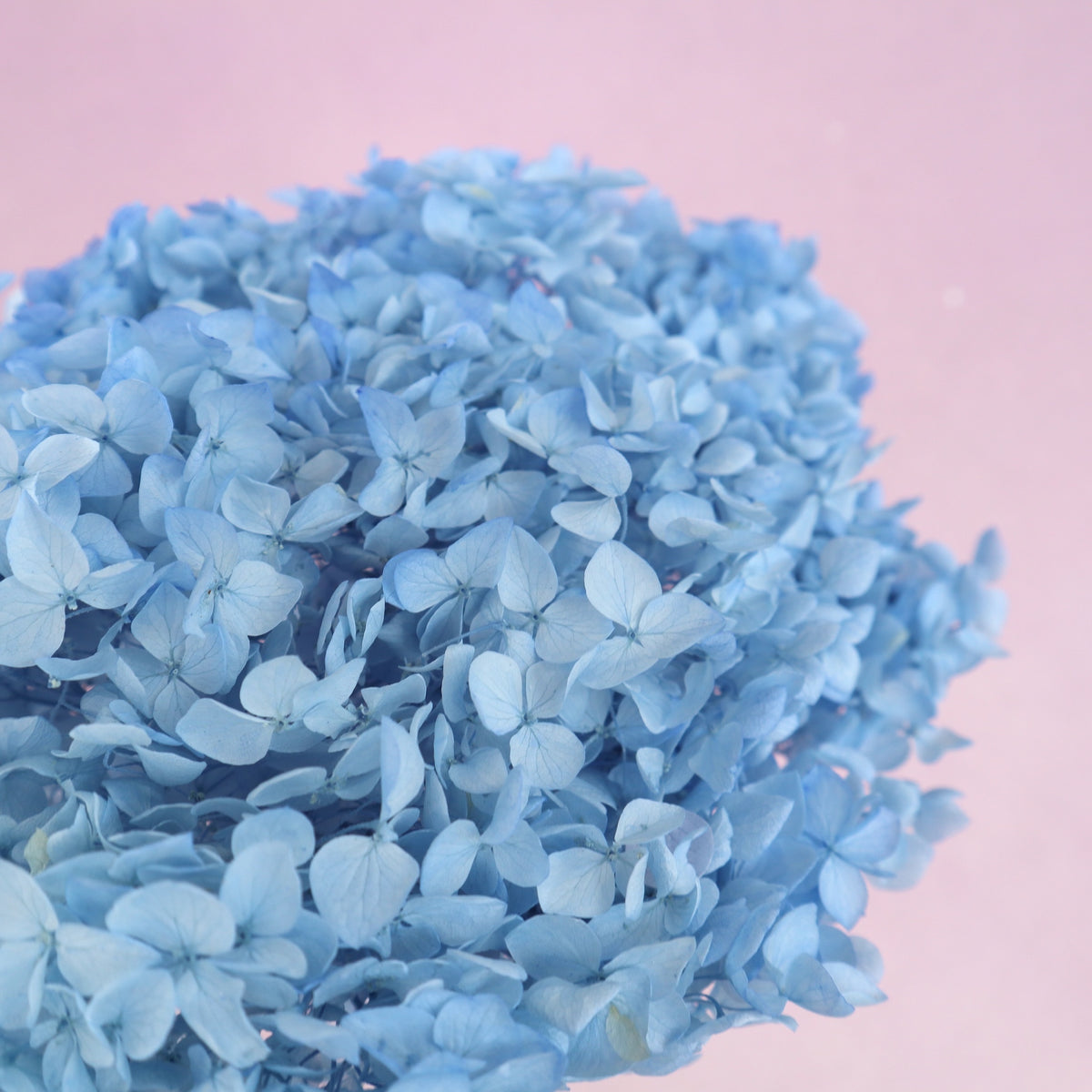 Annabelle Hydrangea Powder Blue