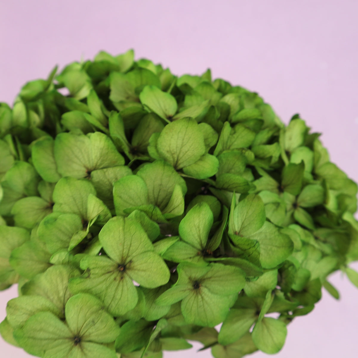 Hydrangea Bigleaf Green