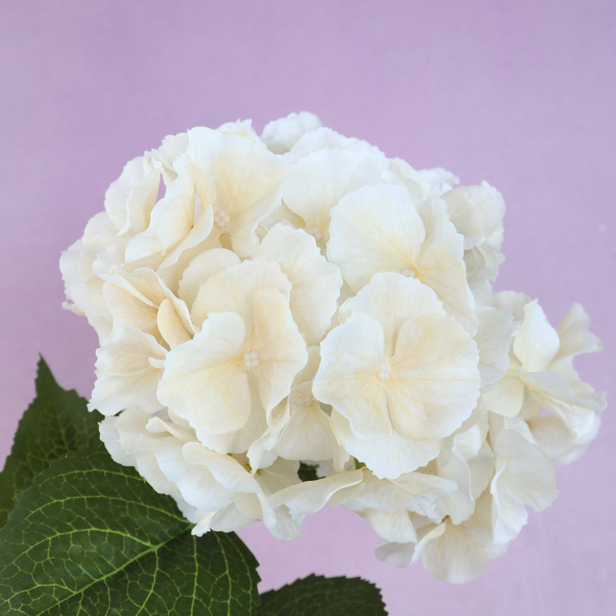 Silk Artificial Hydrangea Bigleaf Creamy White