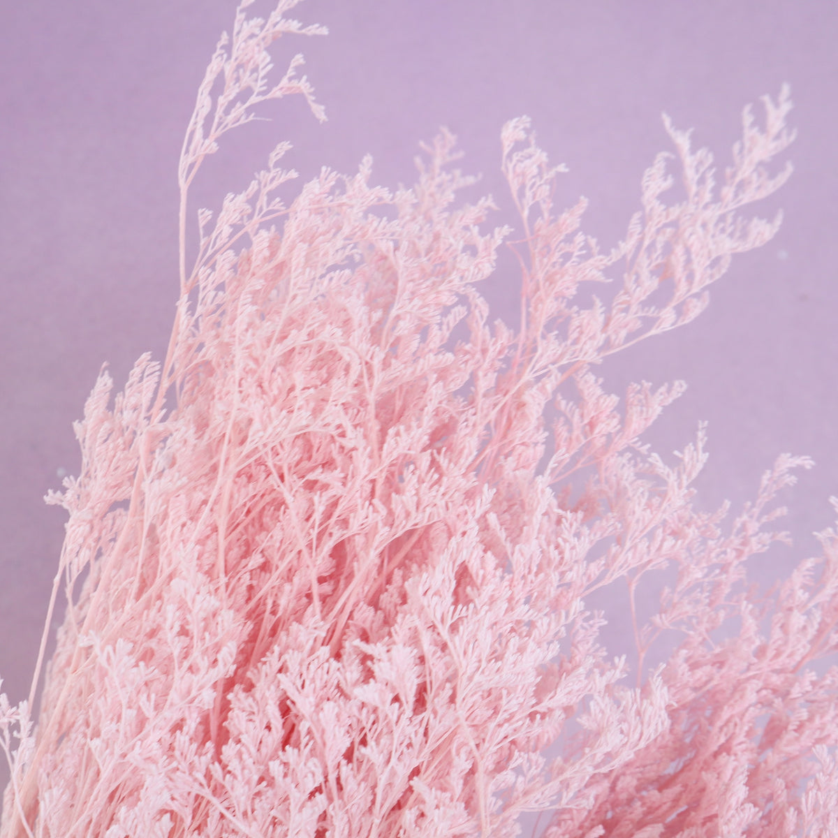 Misty Bleached Baby Pink