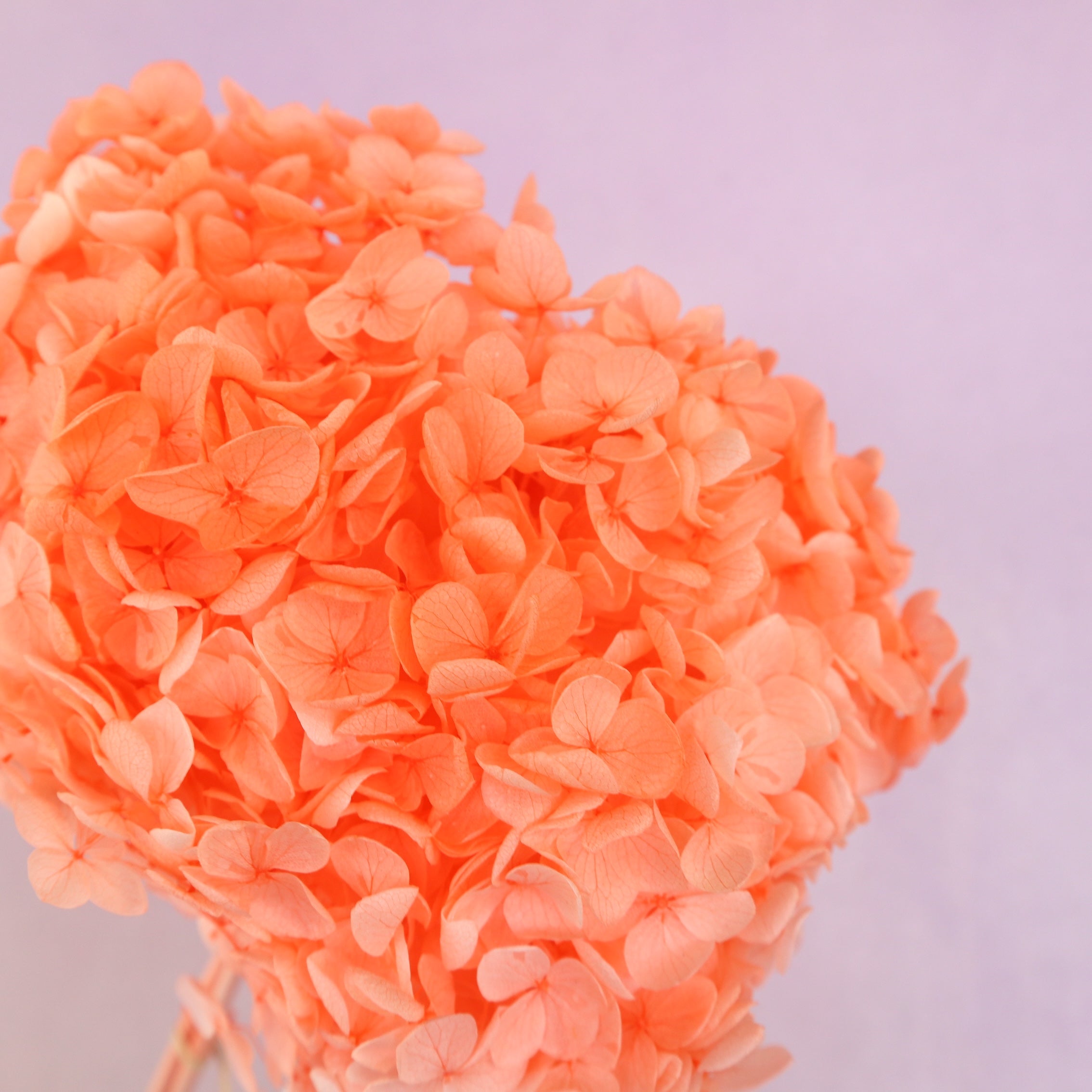 Annabelle Hydrangea Coral