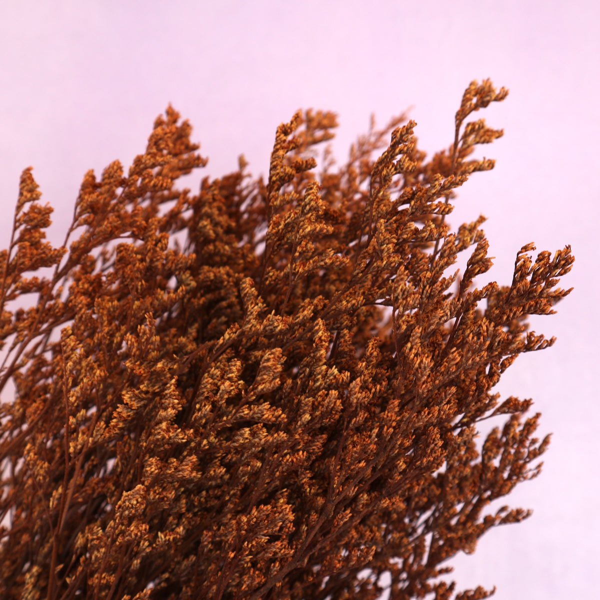 Misty Burnt Orange