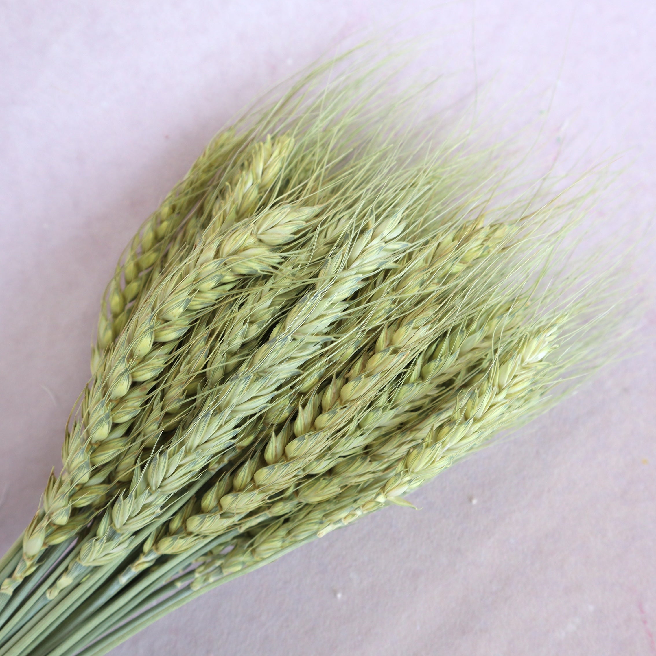 Dried Wheat