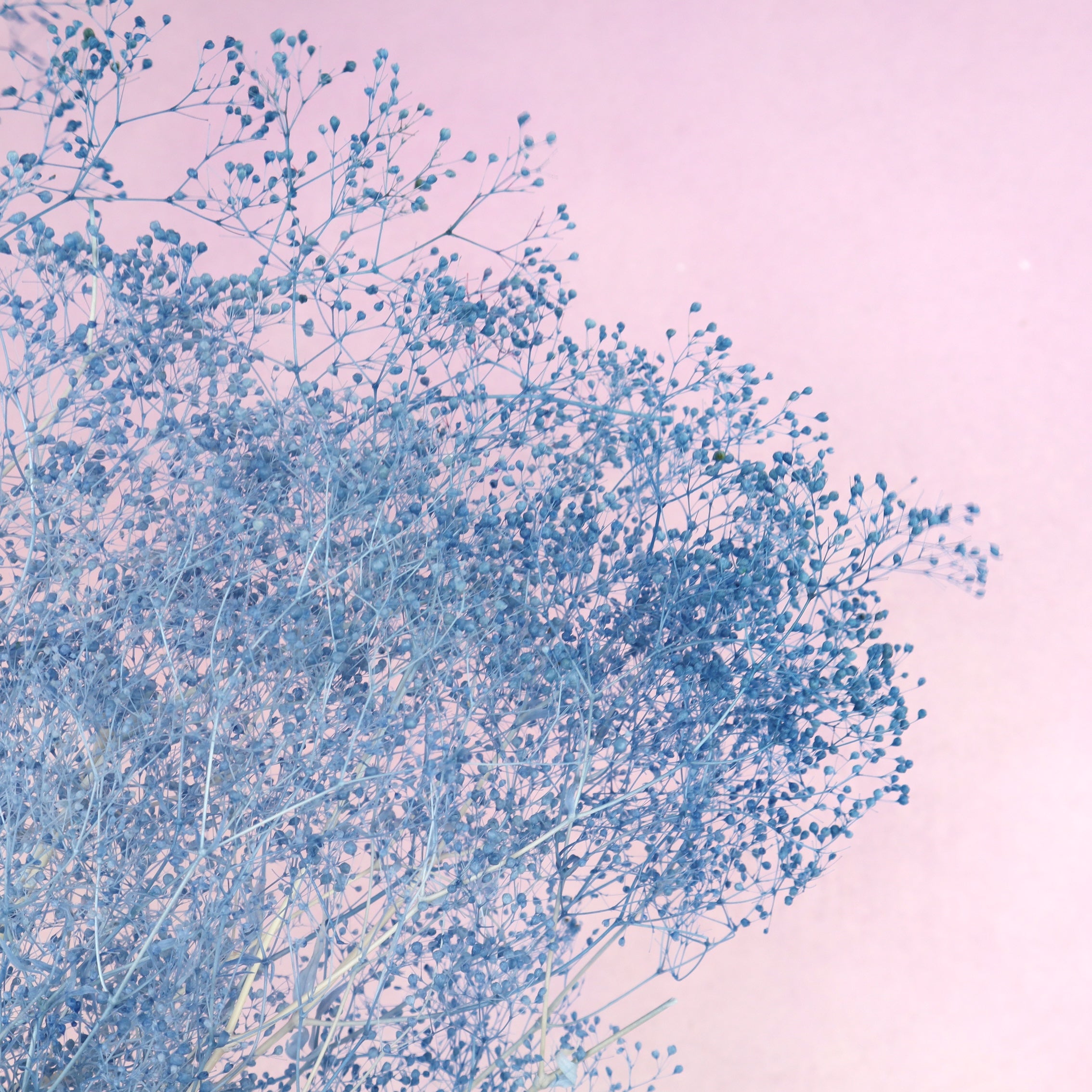 Snowy Baby's Breath Sea Blue