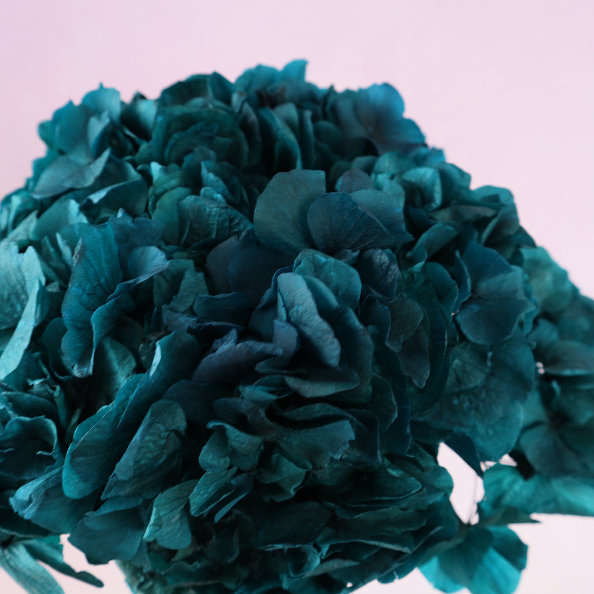 Hydrangea Bigleaf Teal Blue