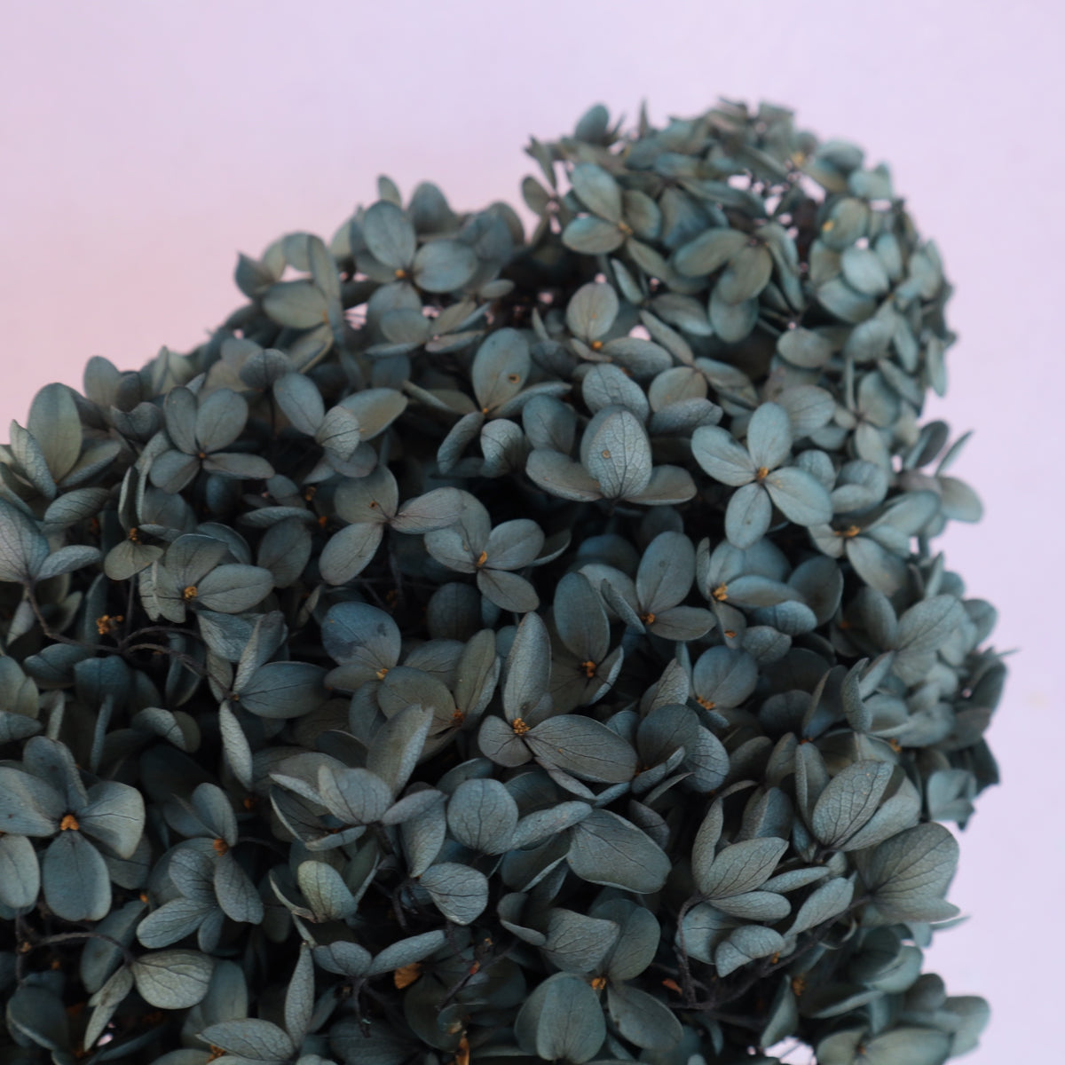 Paniculata Hydrangea Dark Grey Blue