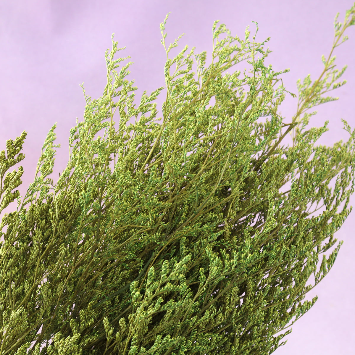 Misty Fern Green