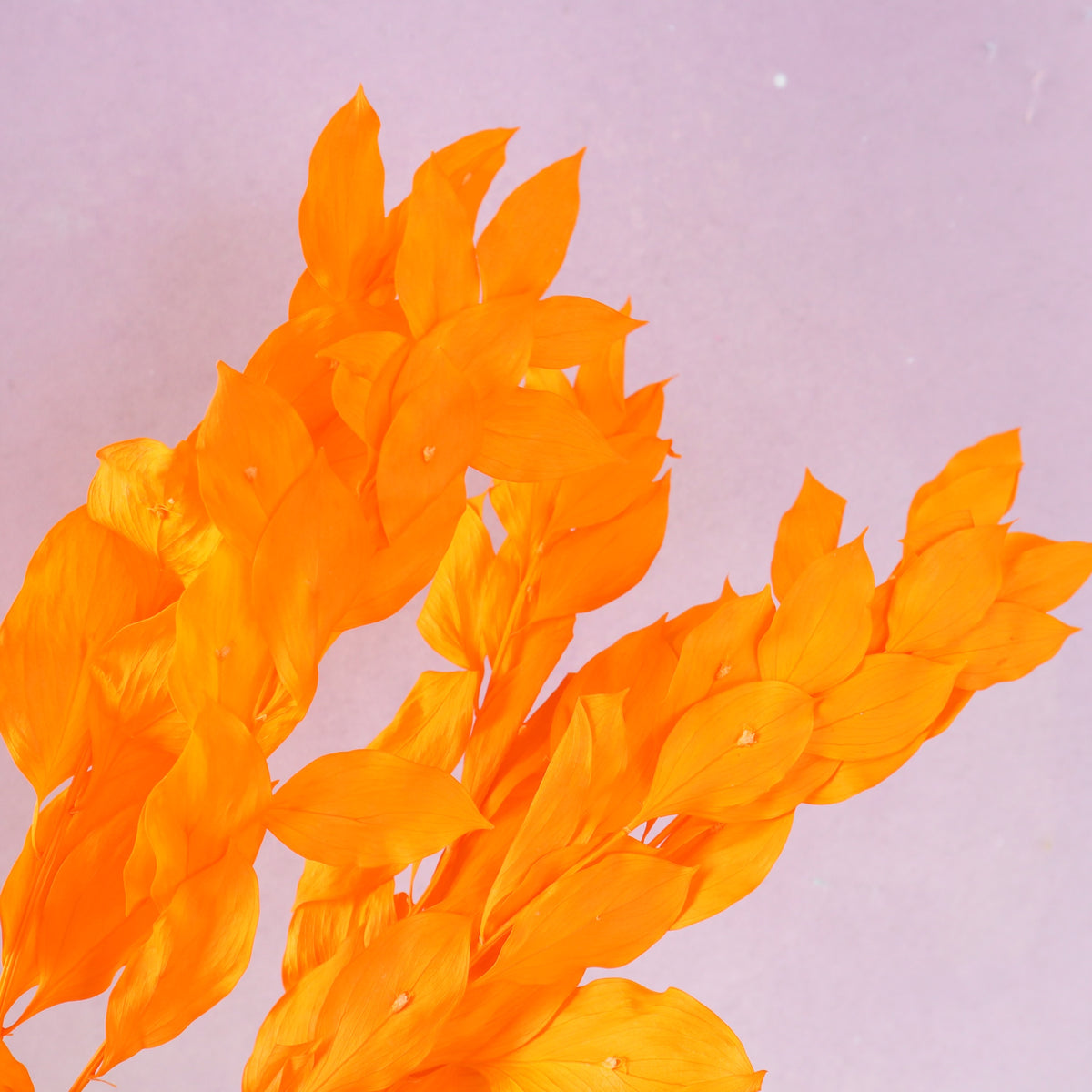 Ruscus Big Leaf Orange