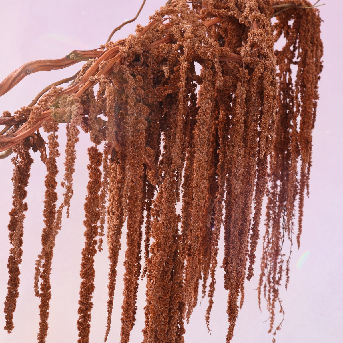 Amaranthus Caramel