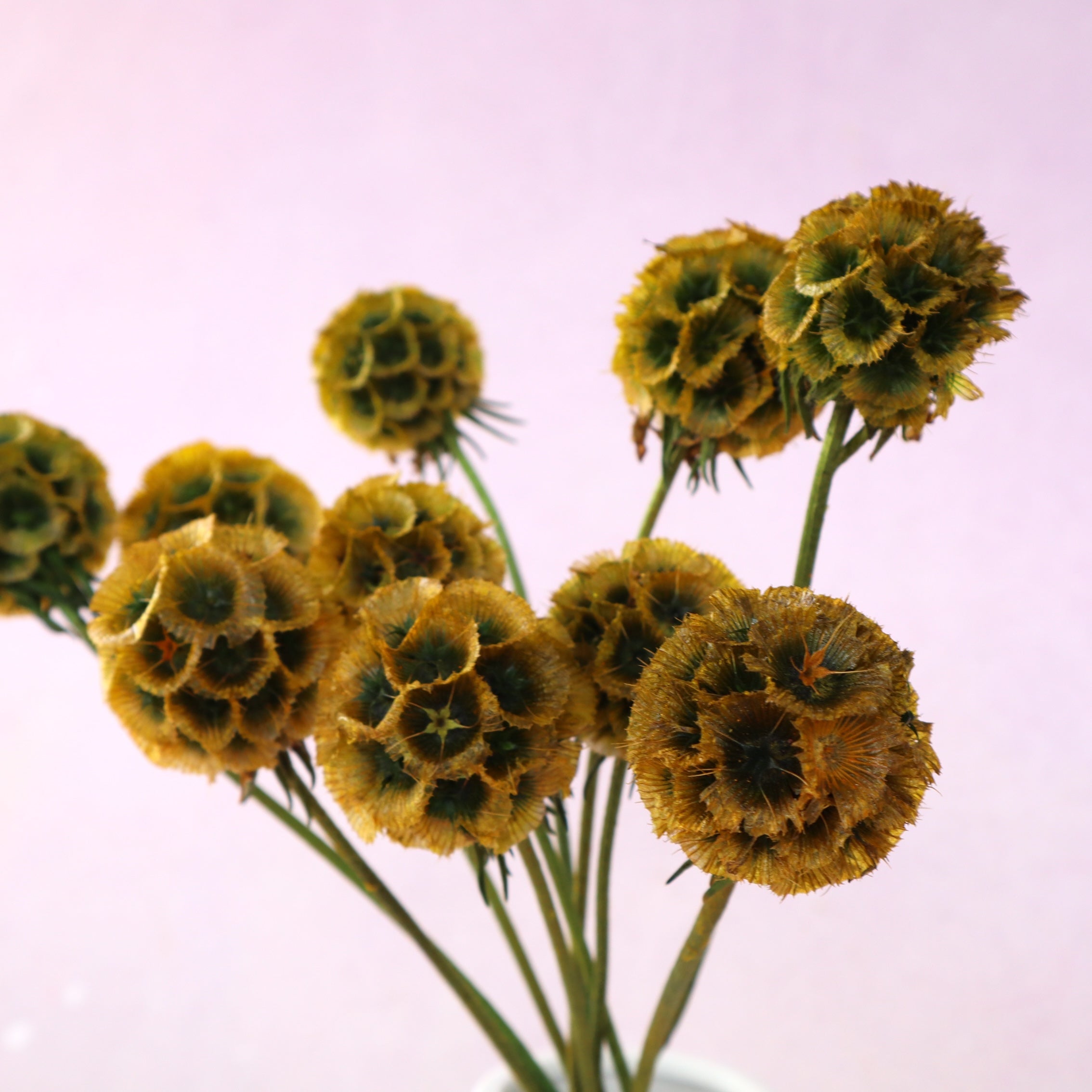 Scabiosa Mustard Olive