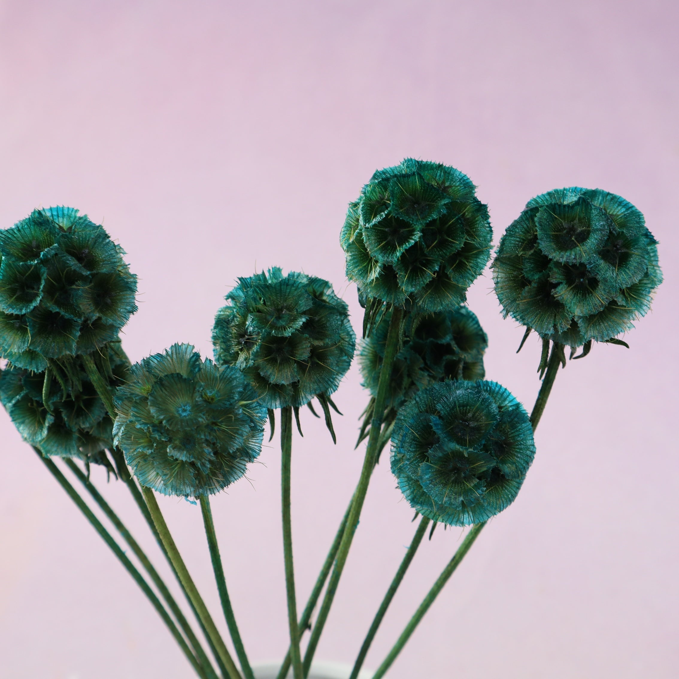 Scabiosa Teal
