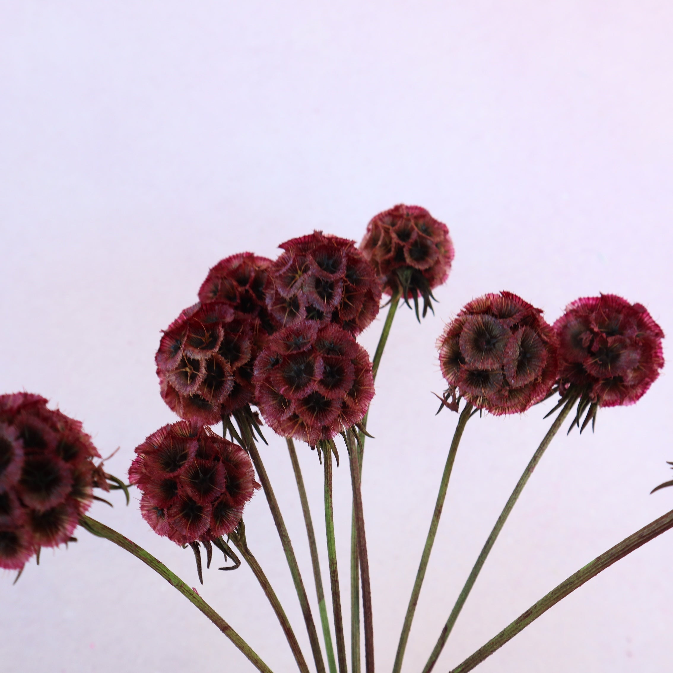 Scabiosa Burgundy