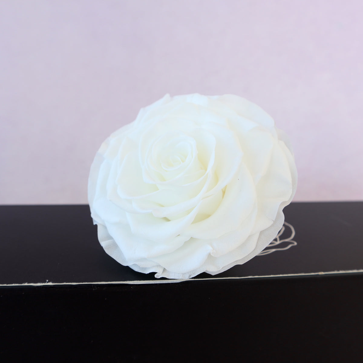 Rose White 3 heads