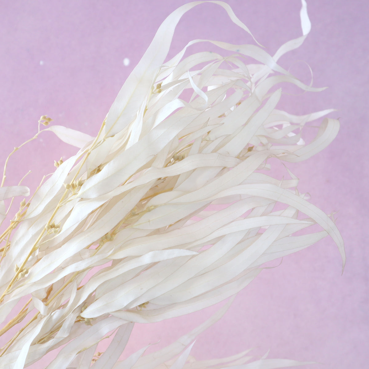 Seeded Gum White
