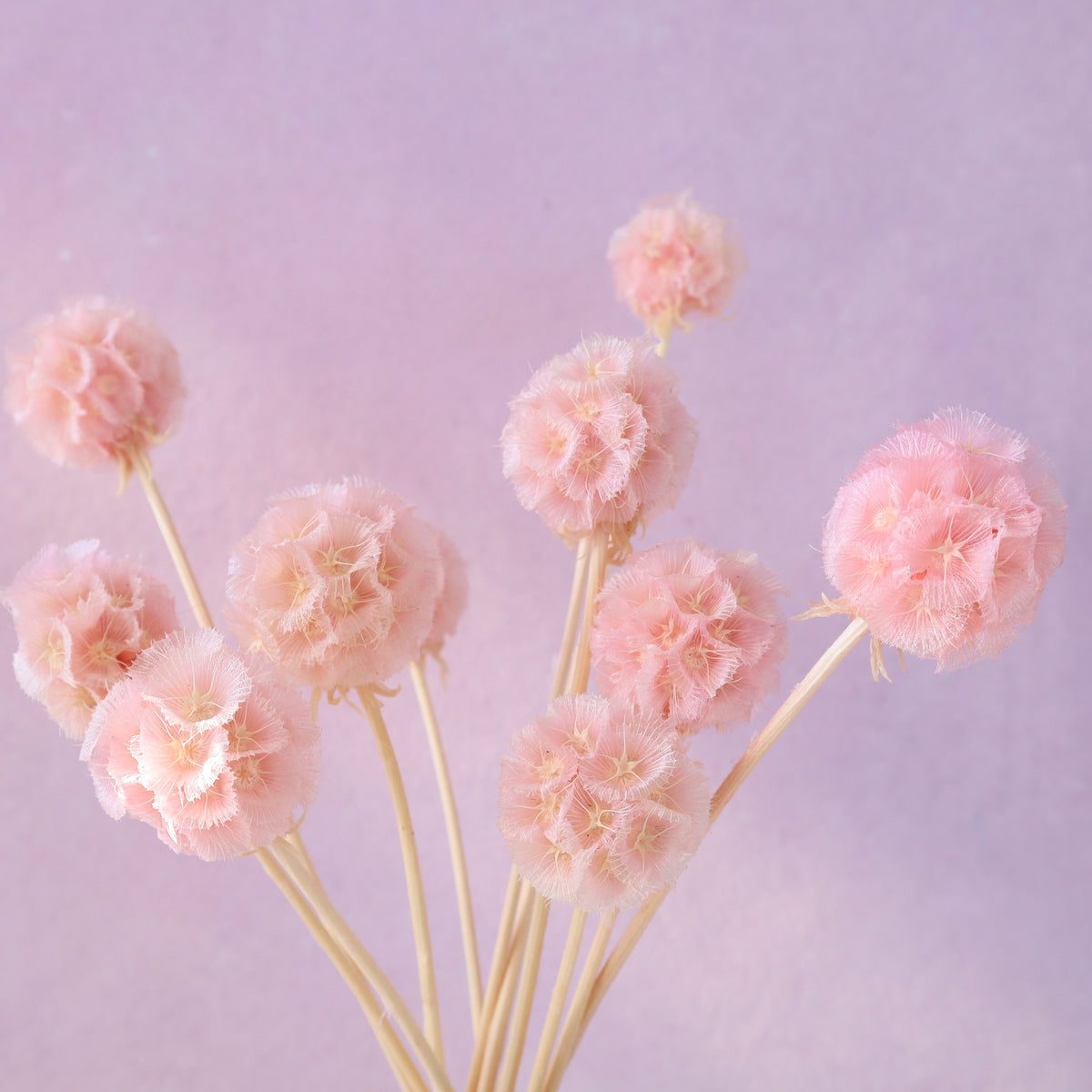 Scabiosa Baby Pink