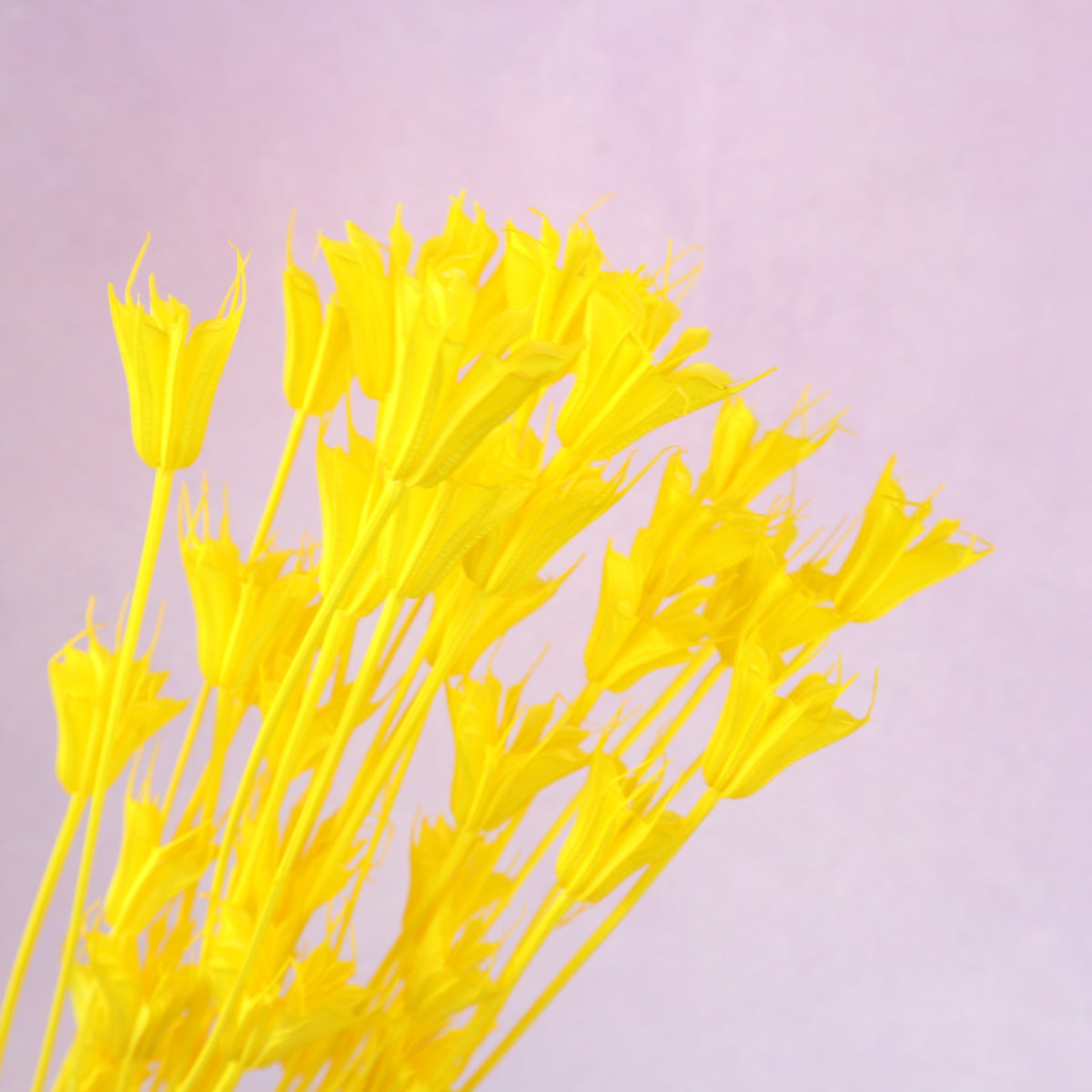 Nigella Yellow