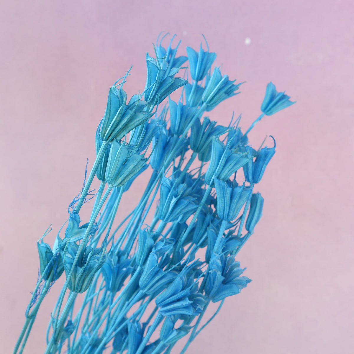 Nigella Sky Blue