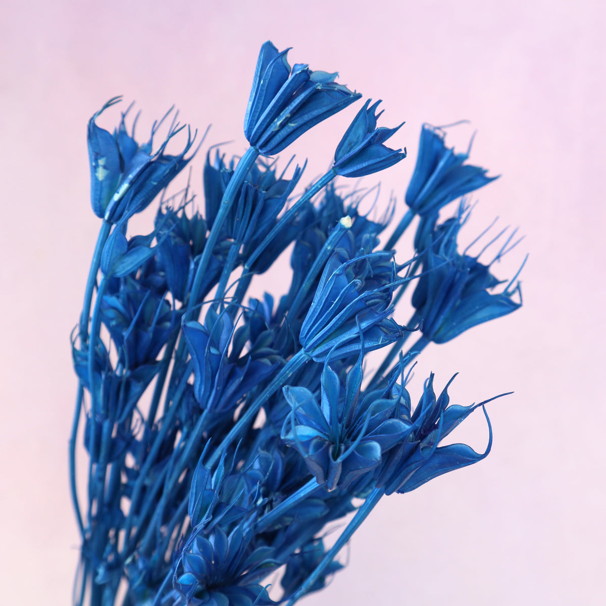 Nigella Sea Blue