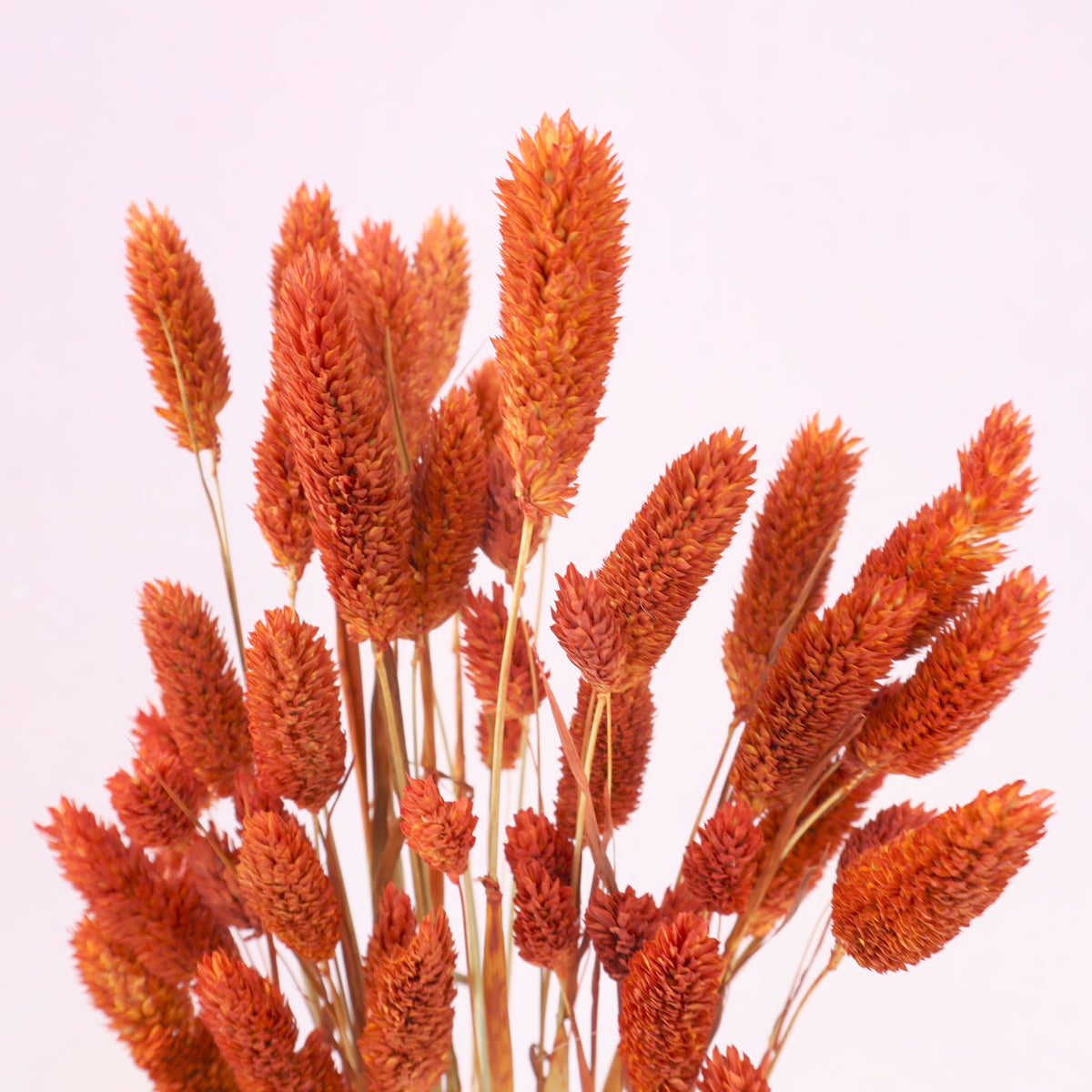 Gem Grass Rust Orange
