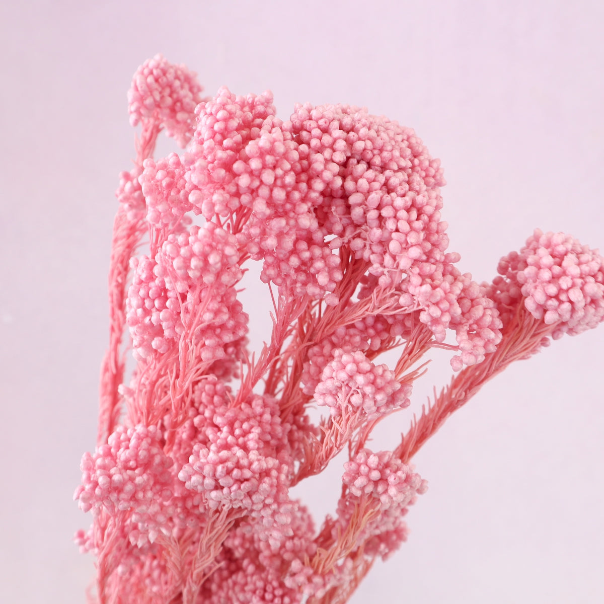 Rice Flower Flamingo Pink