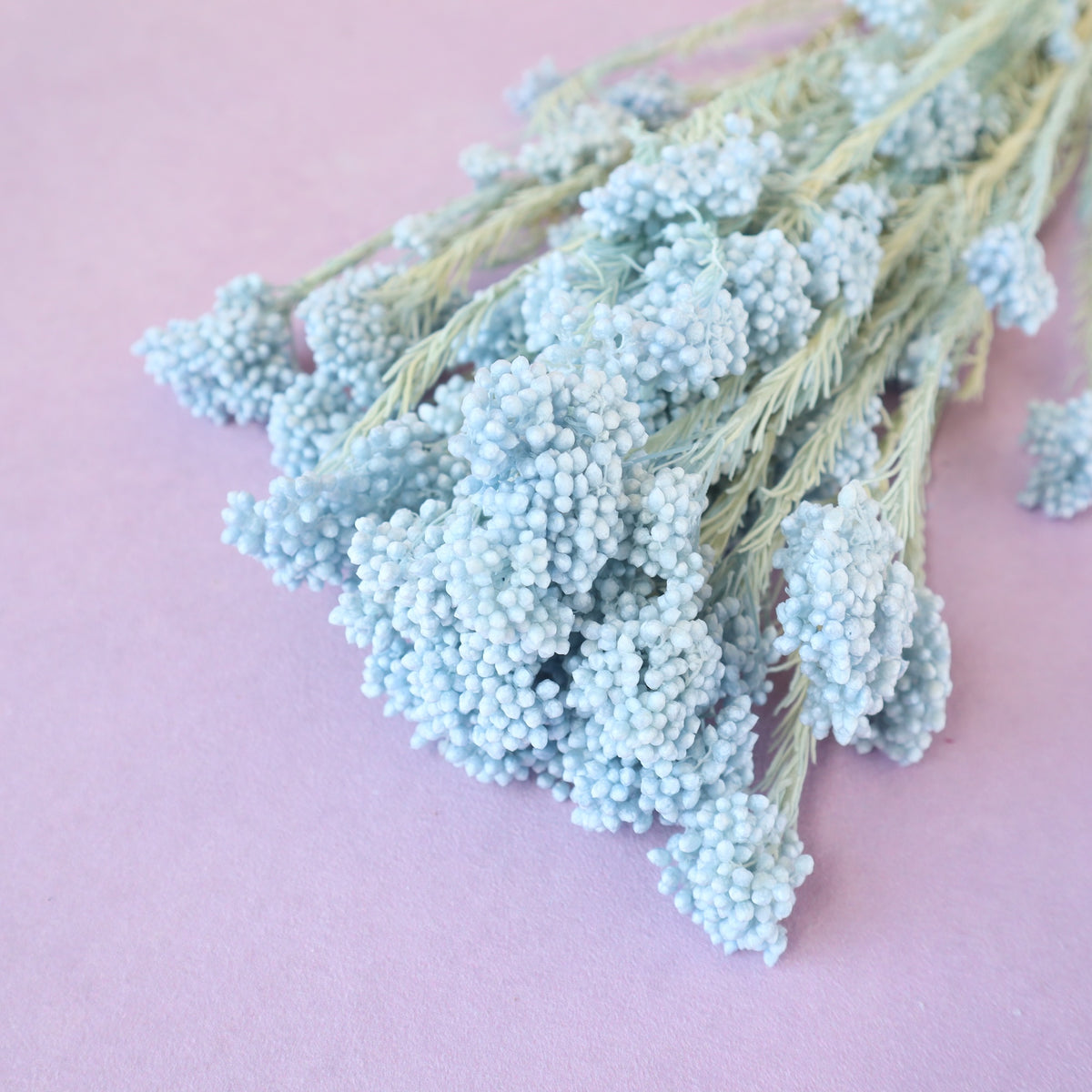 Rice Flower Baby Blue