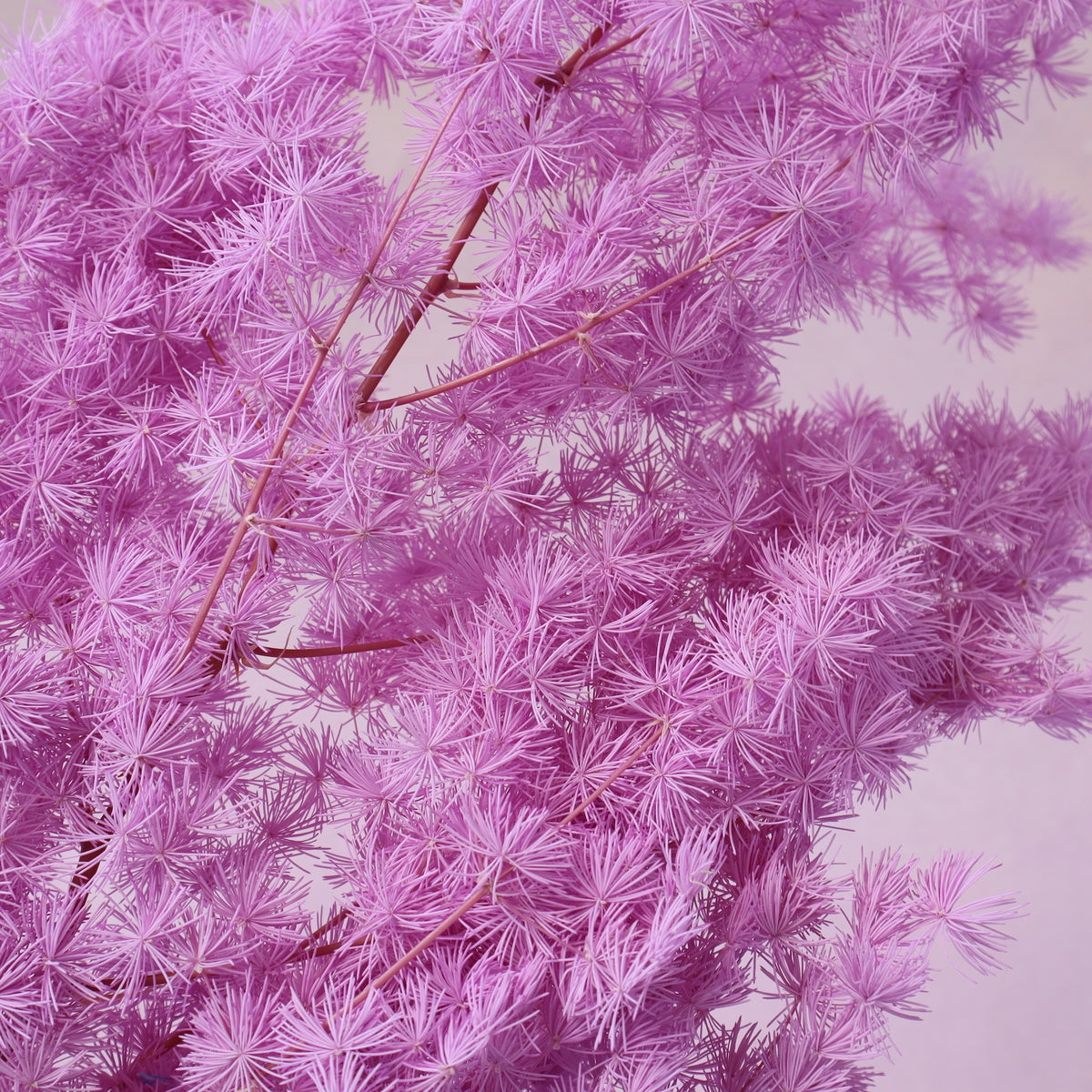 Ming Fern Neon Purple