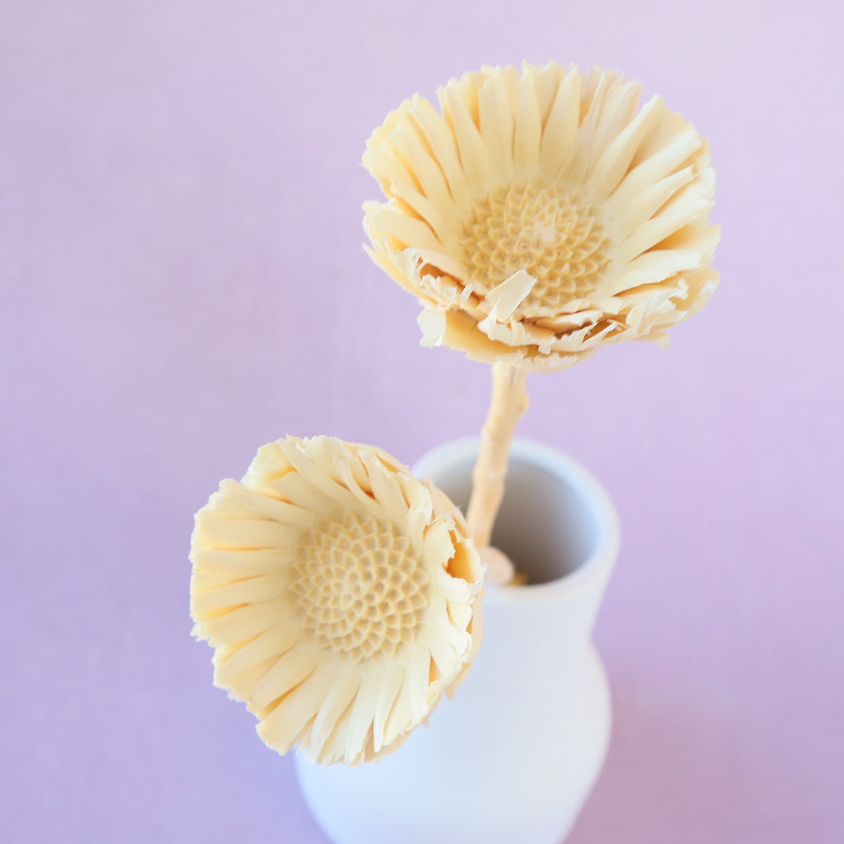 Quasi Sunflower Bleached Creamy White