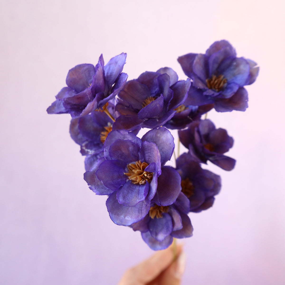 Sola Anemone Flower Royal Purple