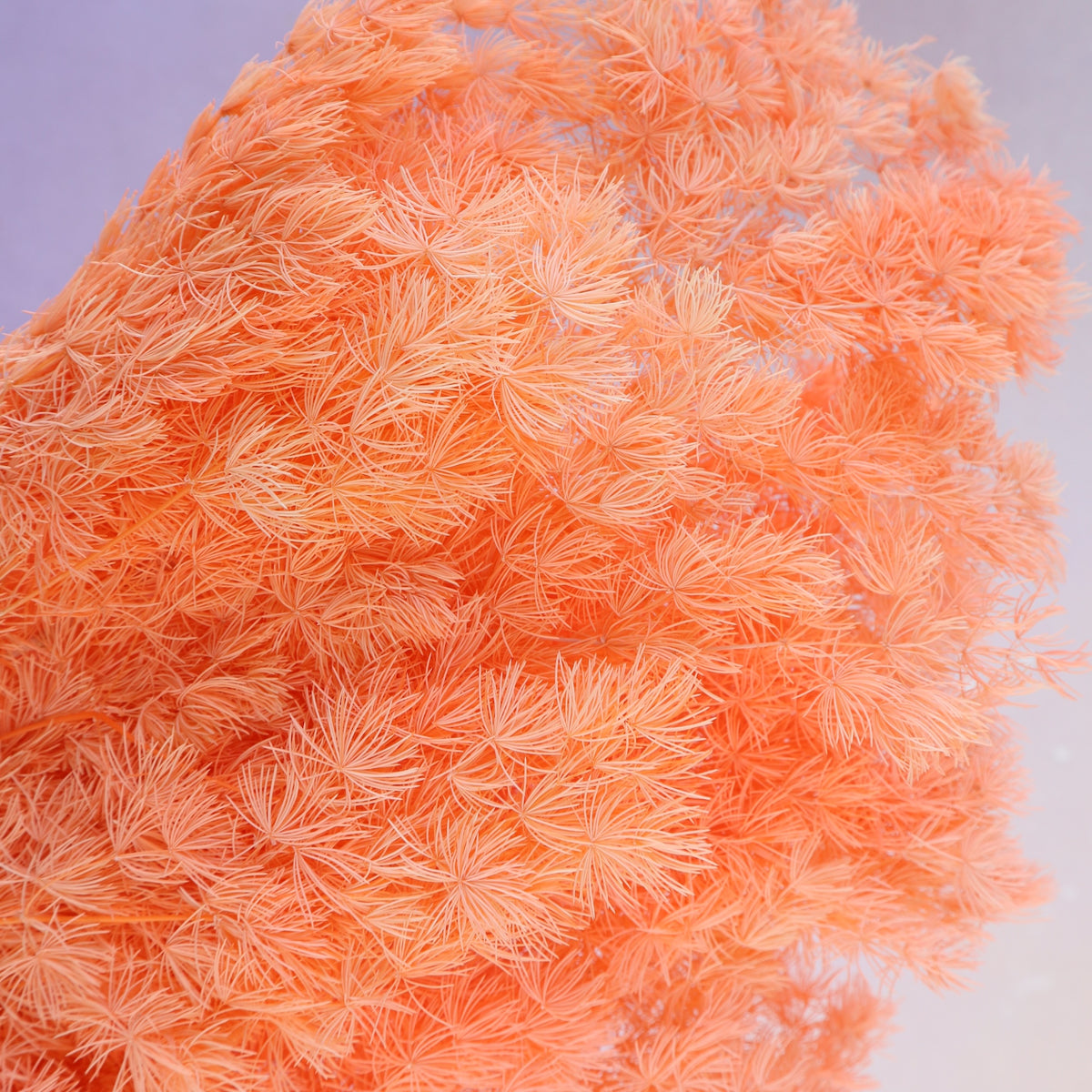 Ming Fern Coral
