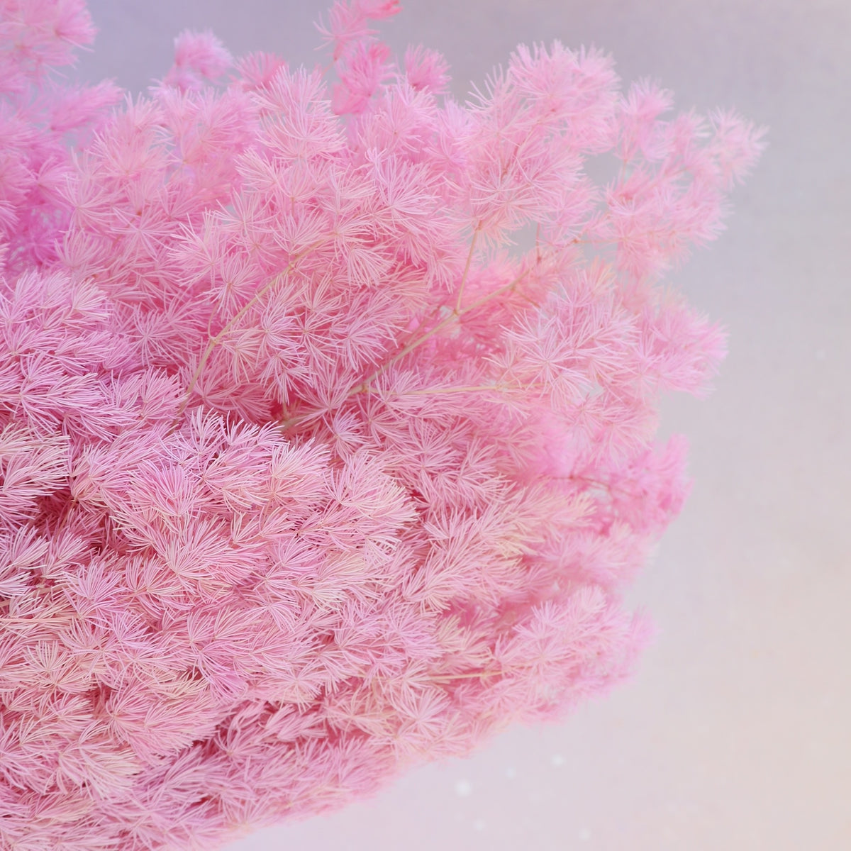 Ming Fern Dark Pink