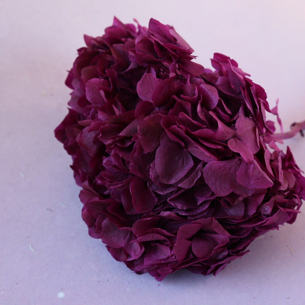 Hydrangea Bigleaf Burgundy