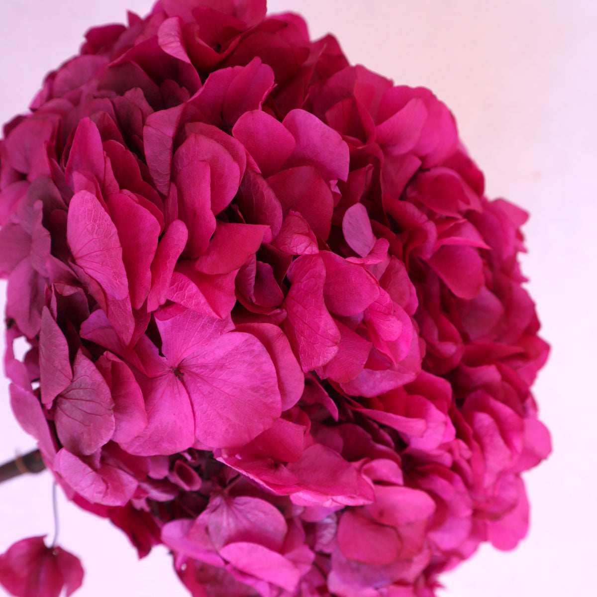 Hydrangea Bigleaf Fuchsia