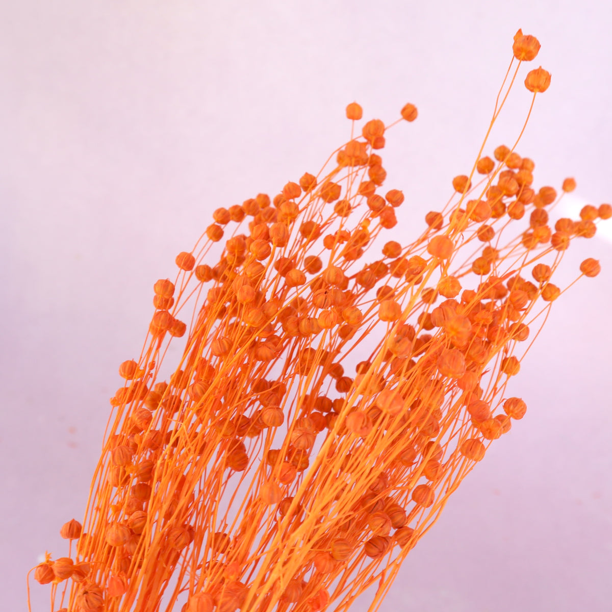 Hypericum Berries Orange