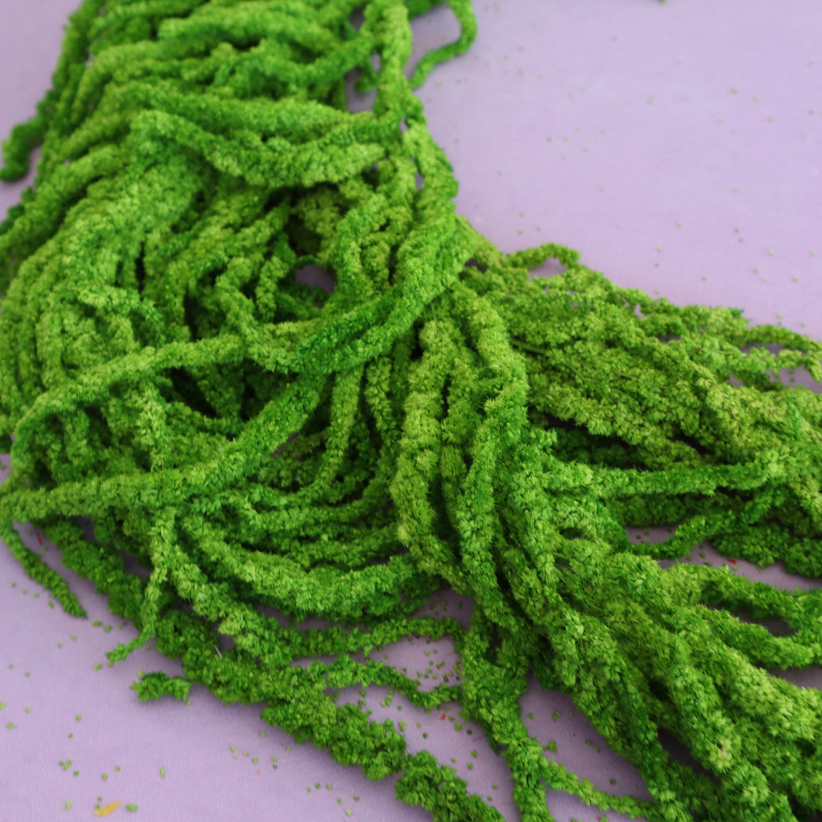 Amaranthus Fern Green