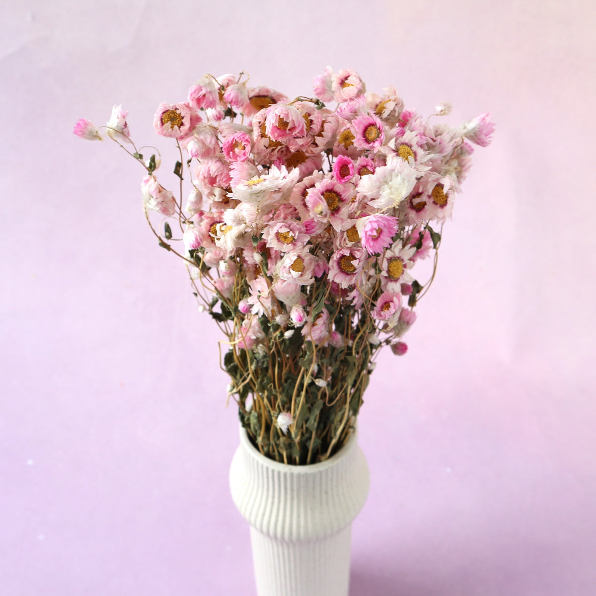 Rhodanthe Paper Daisy (clearance)