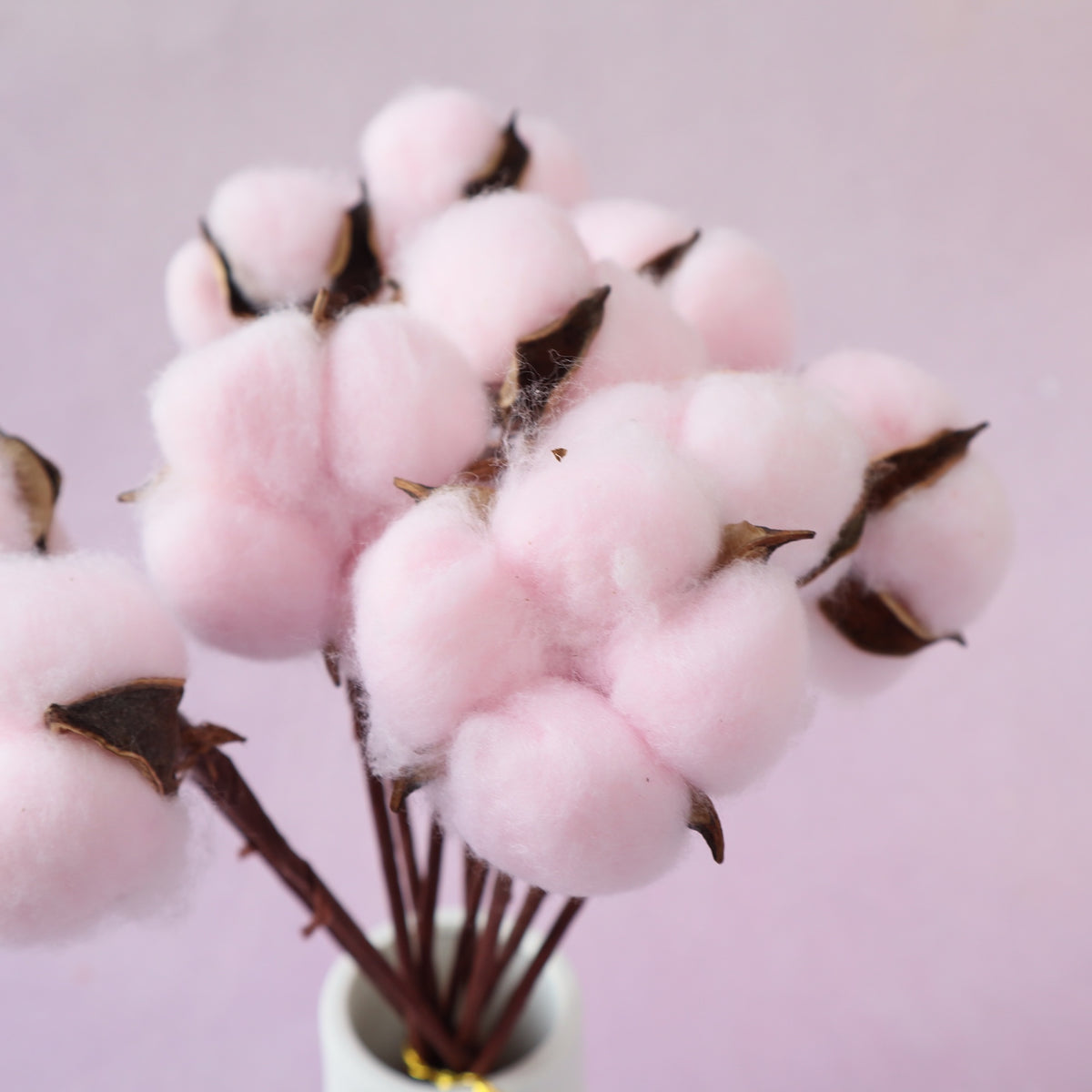 Cotton 10 stems Pink