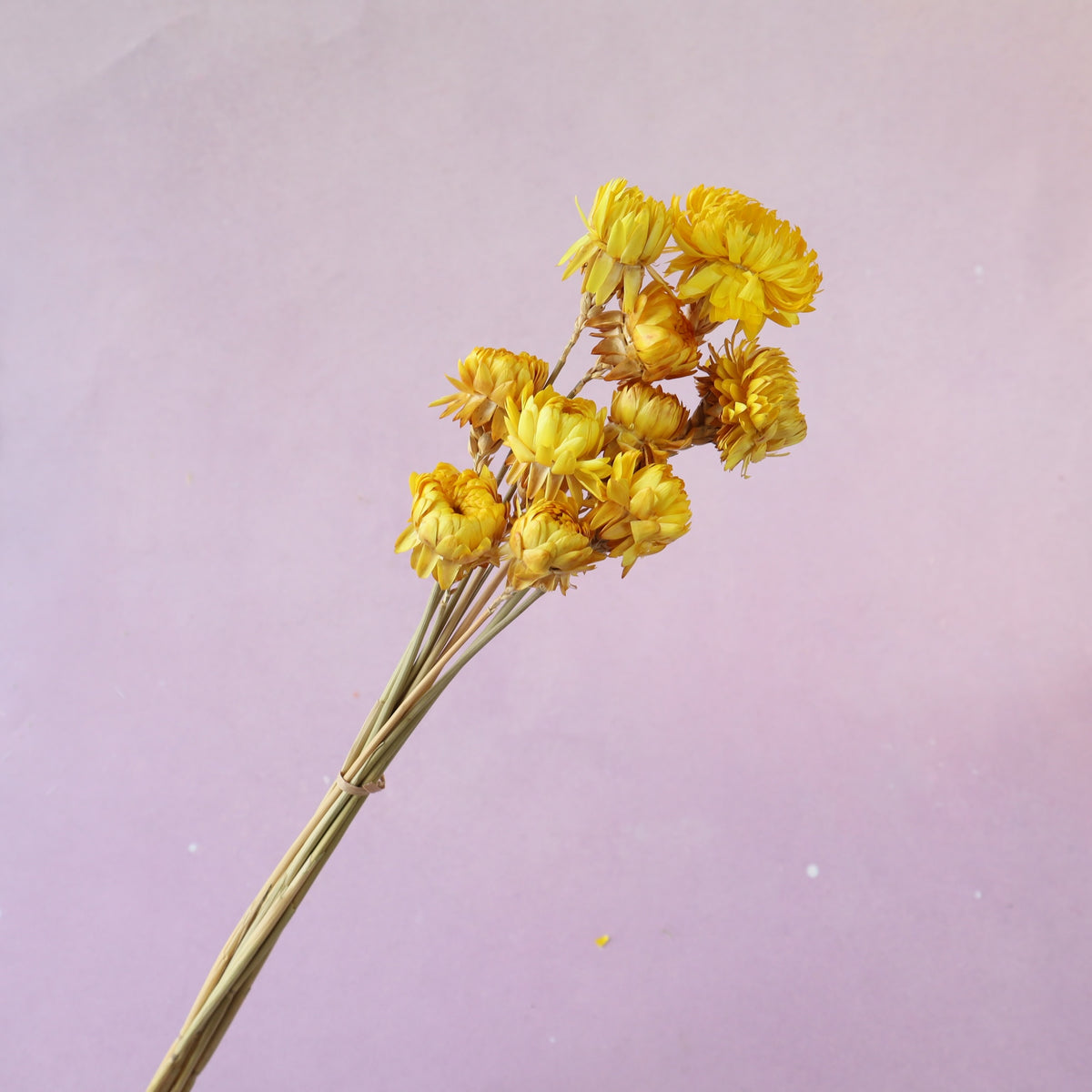 Strawflowers Yellow (clearance)